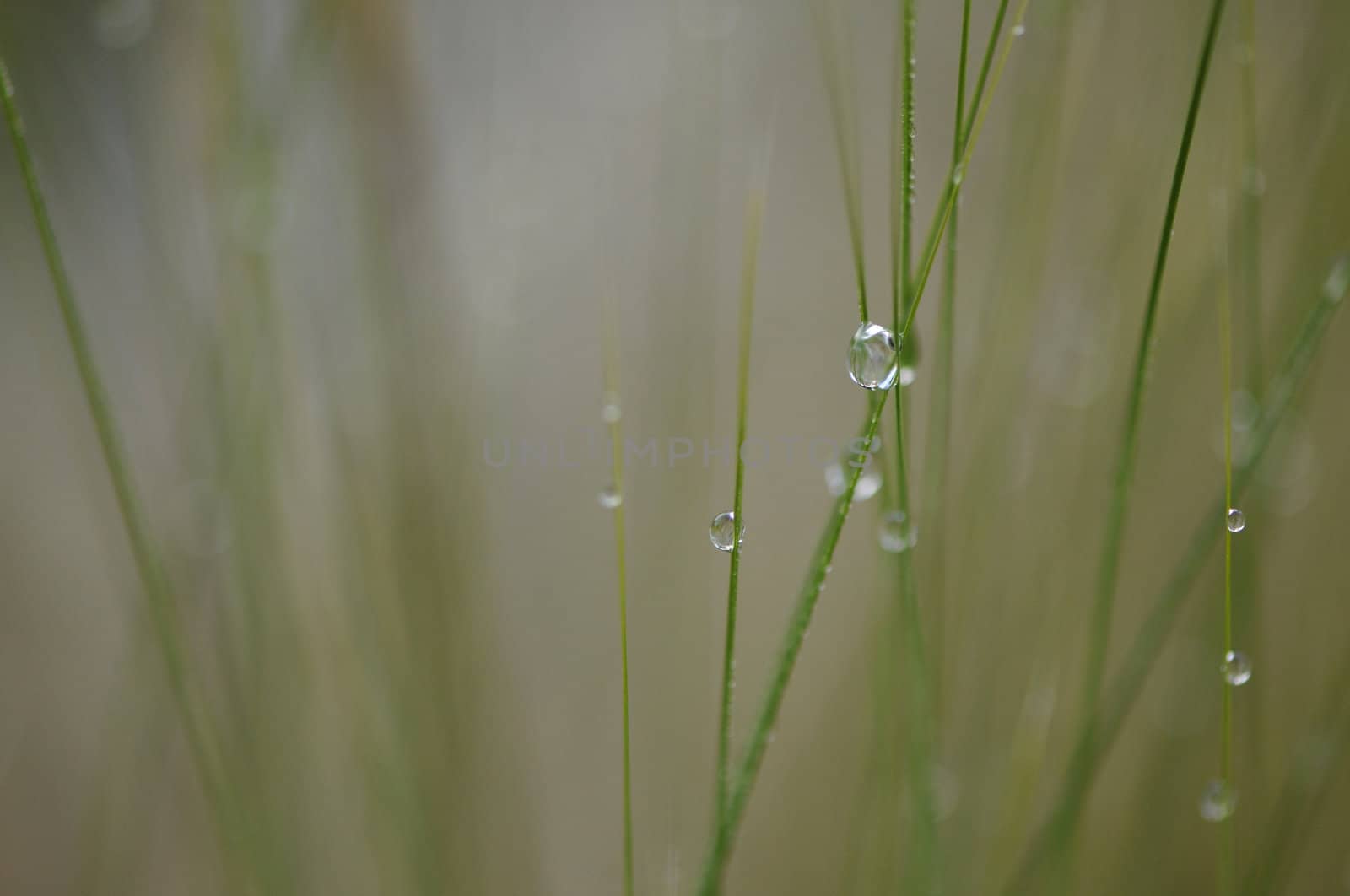 Some Water Droplets on Grass Stems by shkyo30
