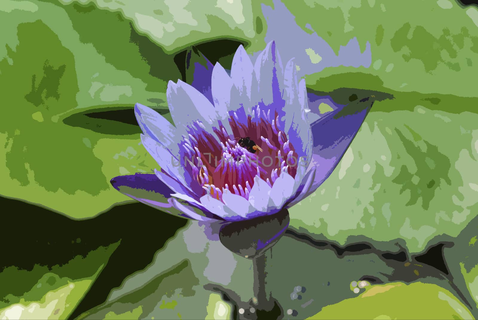 violet water lily with lotus leaf on pond