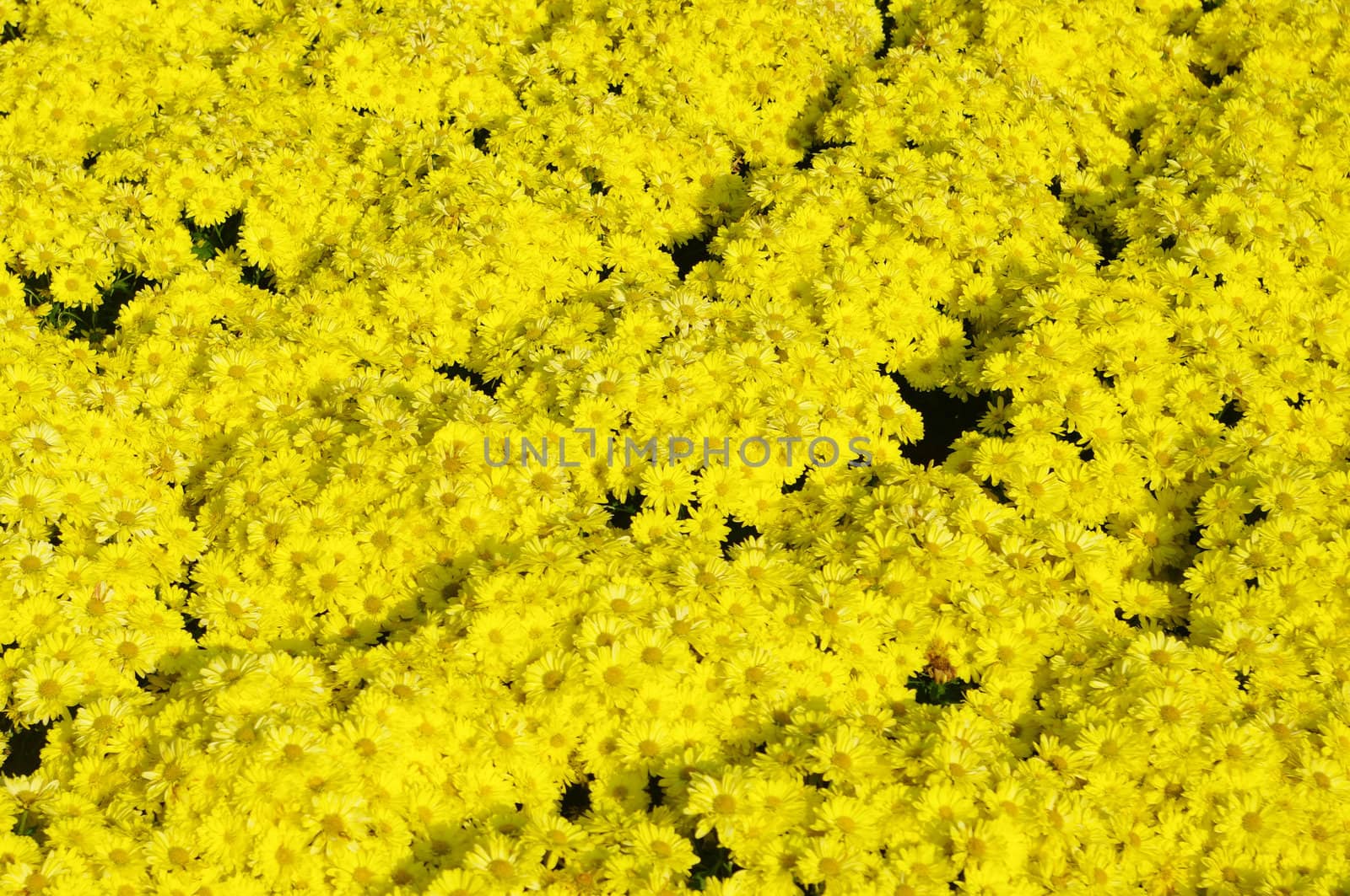 Yellow flower, Dendranthemum grandifflora