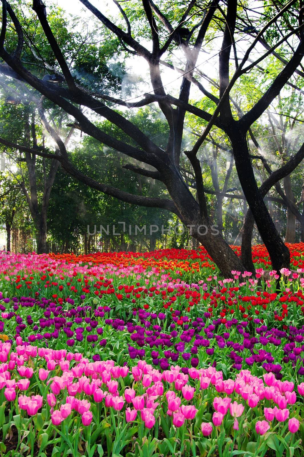 Colorful tulip flower in garden, Thailand