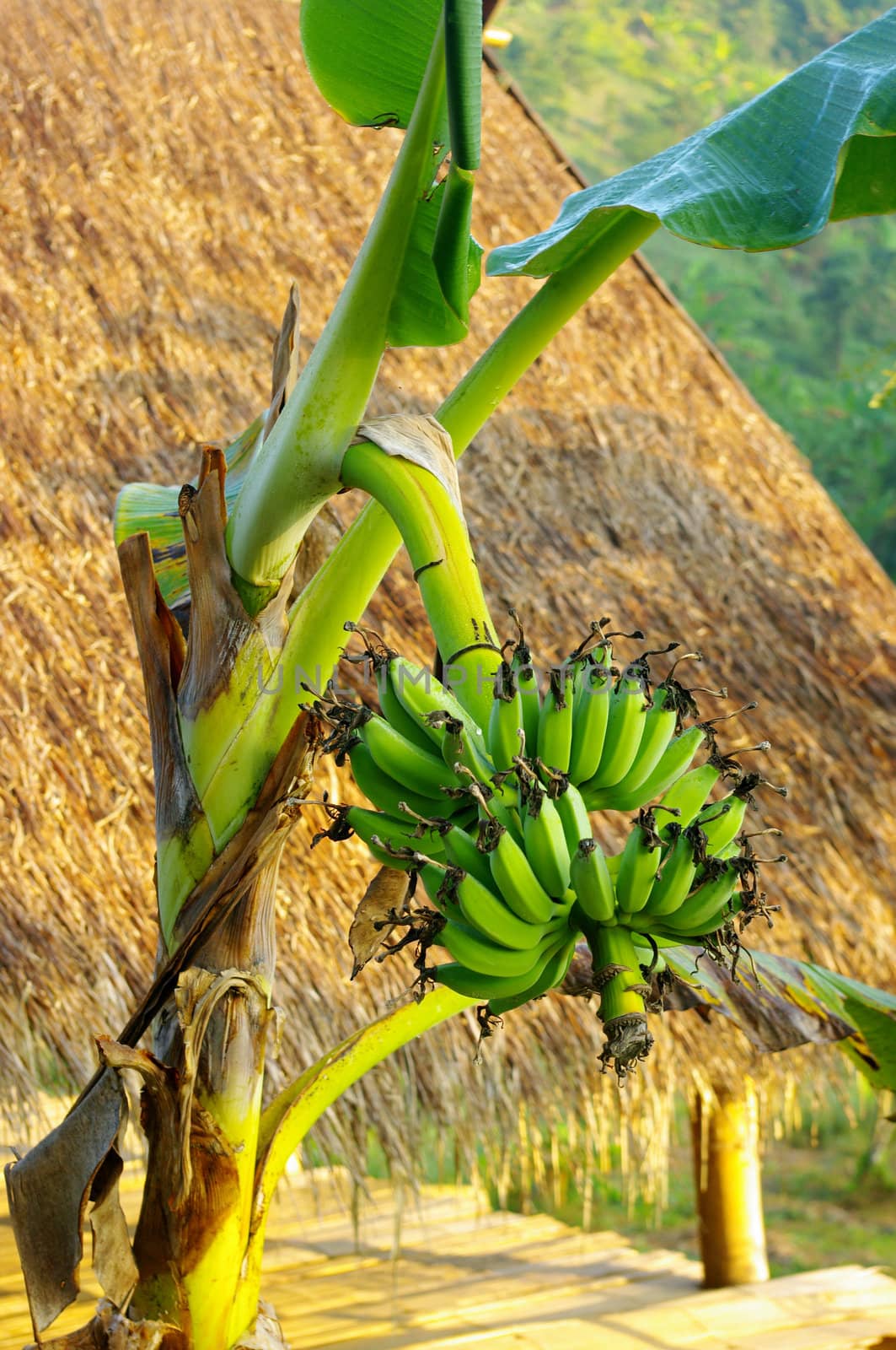 Banana tree by pixbox77