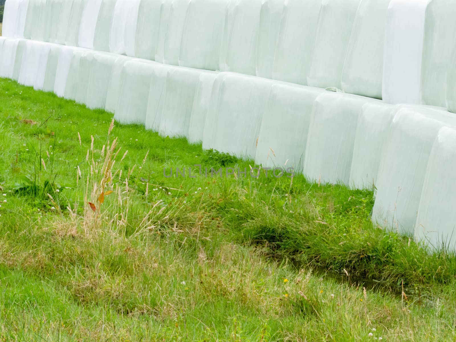 Rows of stacked silage or haylage bales, hay sealed in plastic wrapper left outdoors for fermentation to feed livestock