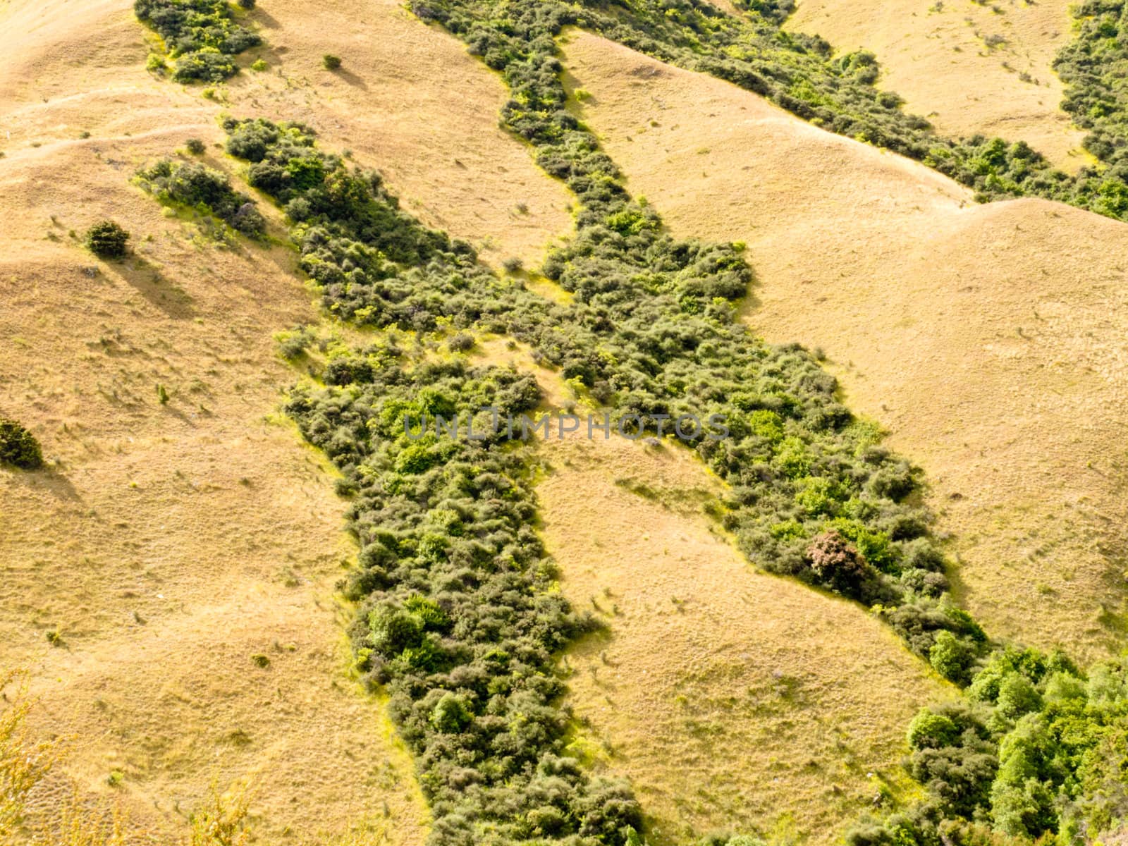 Network of lush green vegetation veins in dry grassy plain, Central Otago, New Zealand