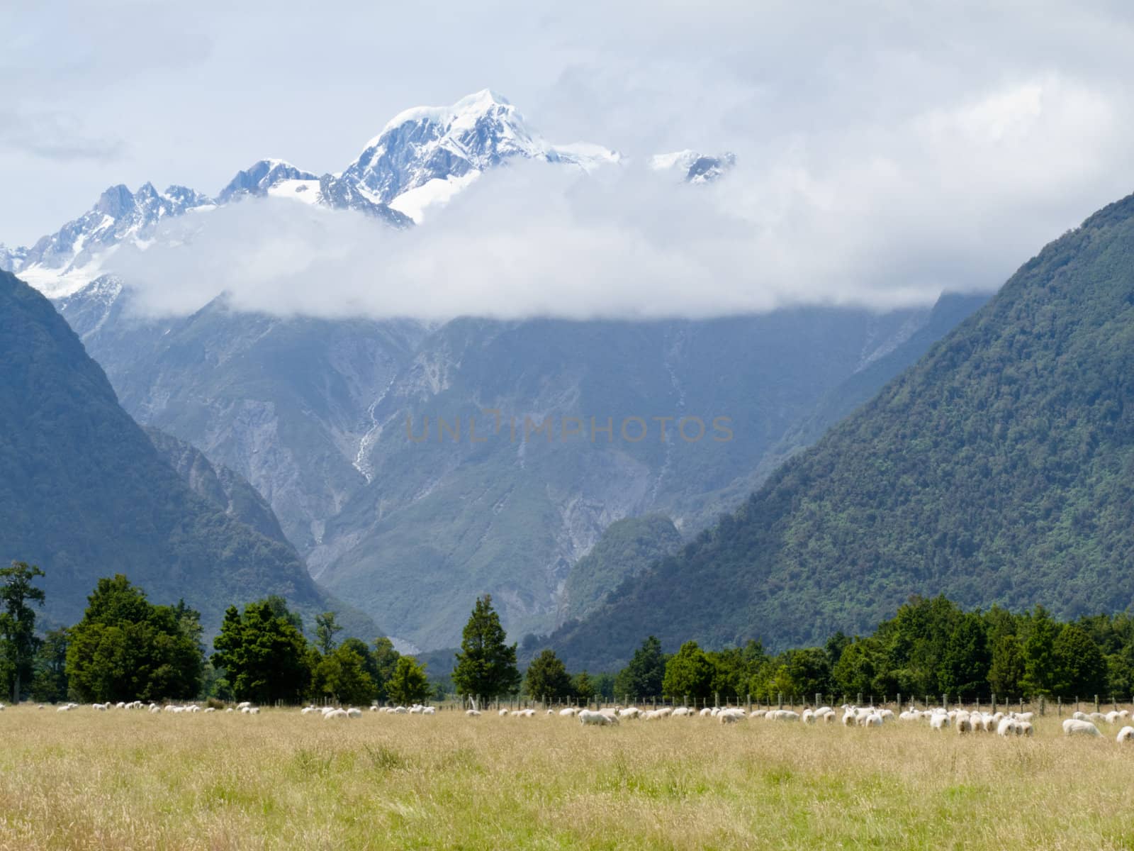 Sheep grazing on West Coast with Aoraki, Mount Cook, highest peak of Southern Alps, vista backdrop forming an iconic New Zealand landscape
