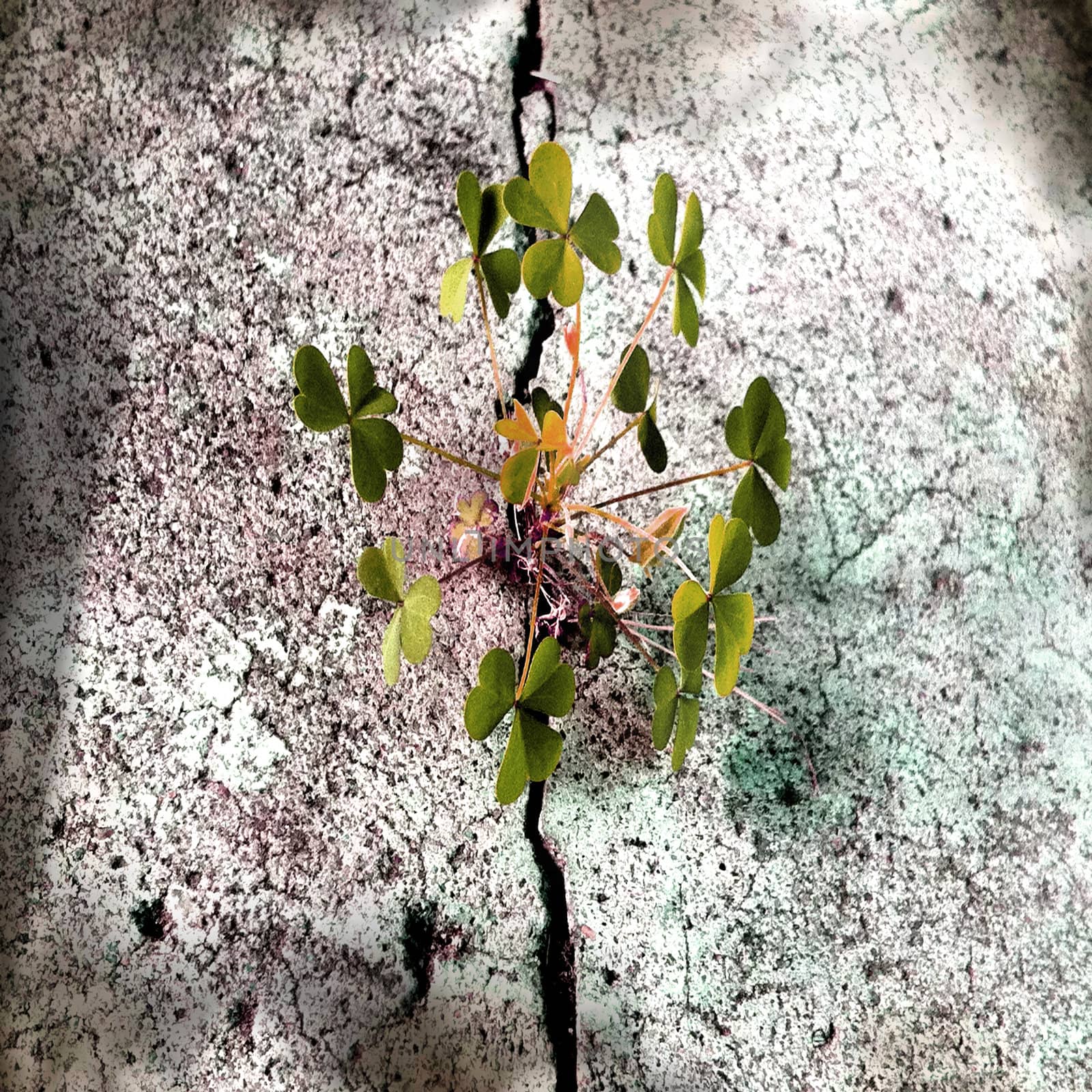 clover breaking through concrete