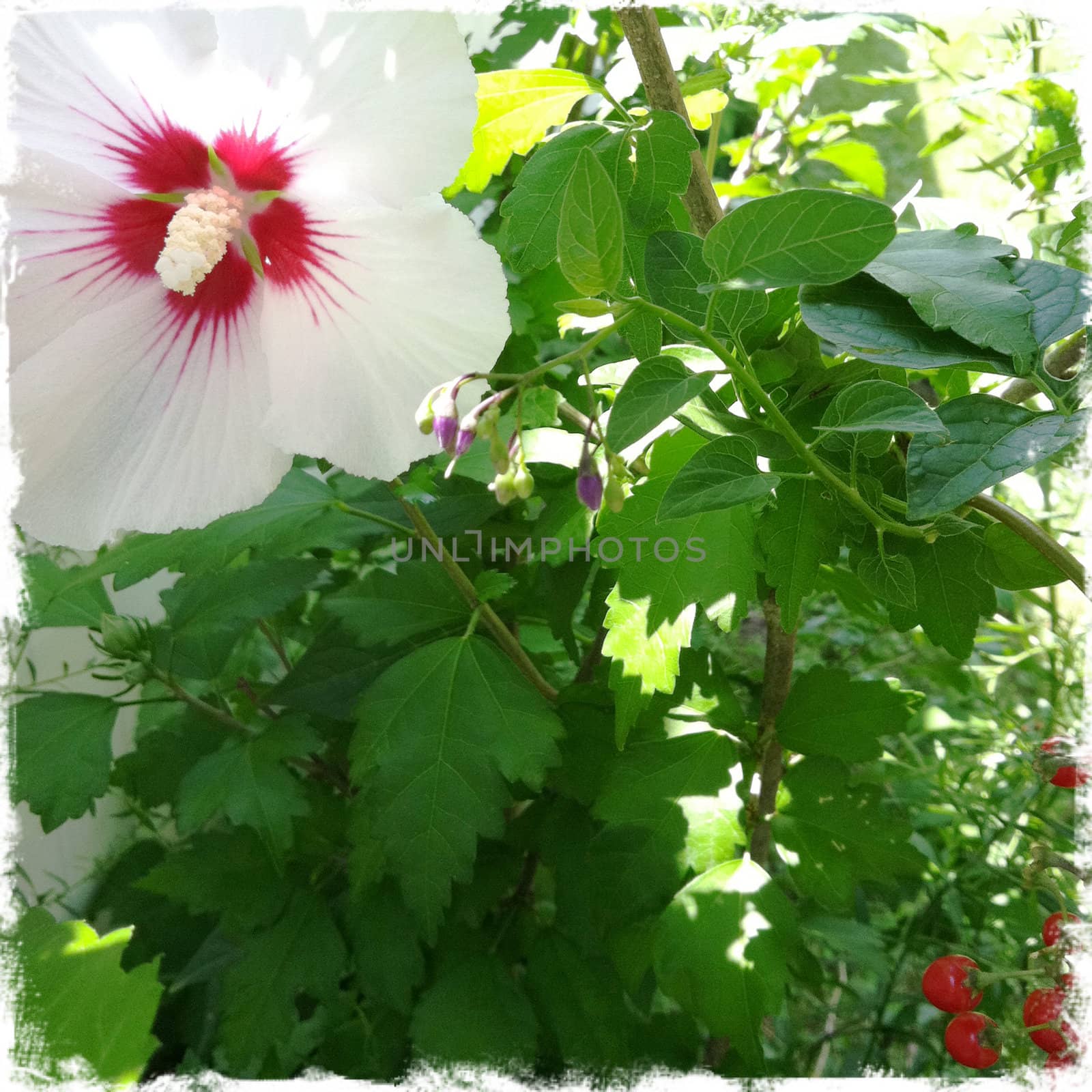 flower and berries