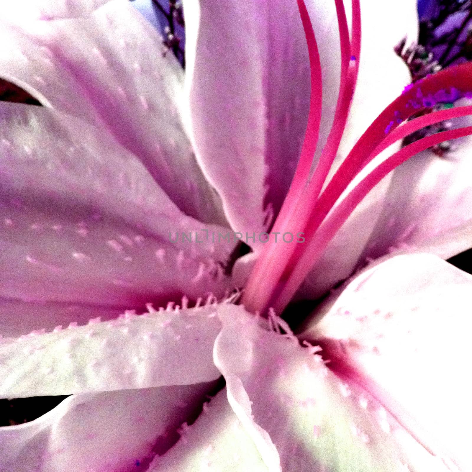 close up on pink iris bloom