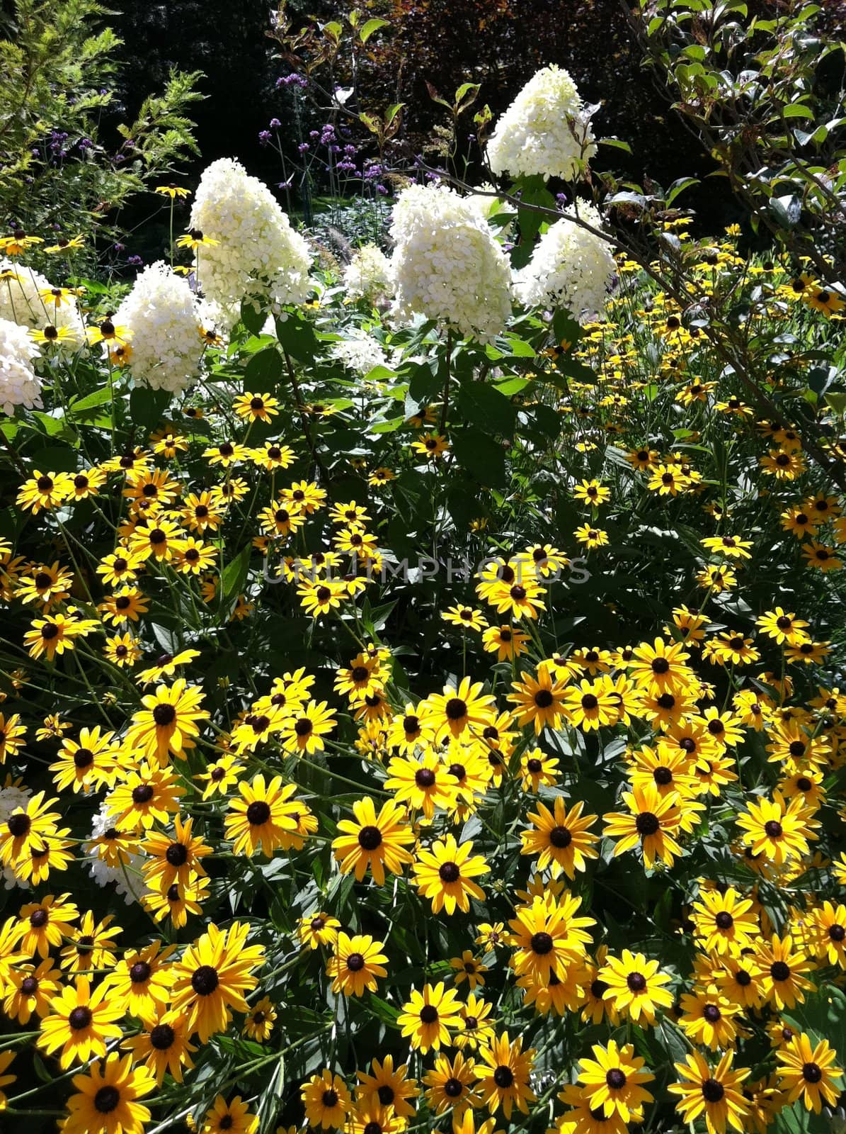 black eyed susans and white flowers
