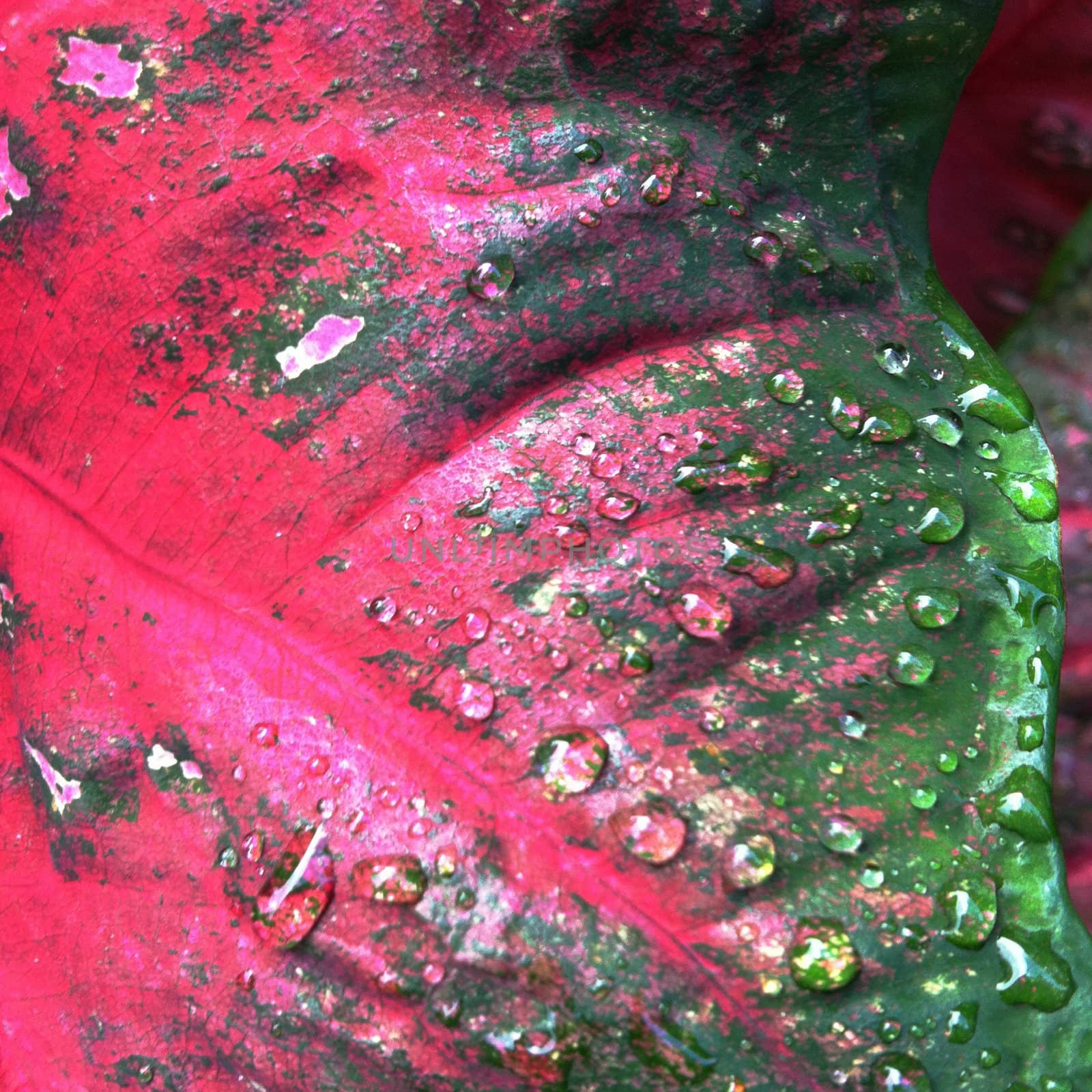 water drops on colored leaf