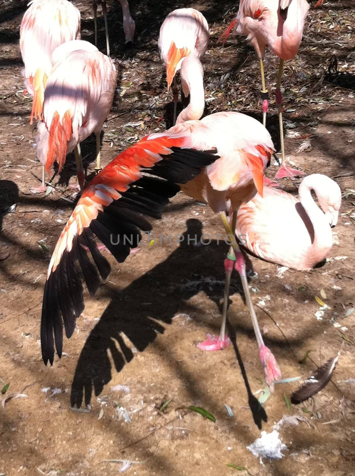 flamingo with outstretched wing
