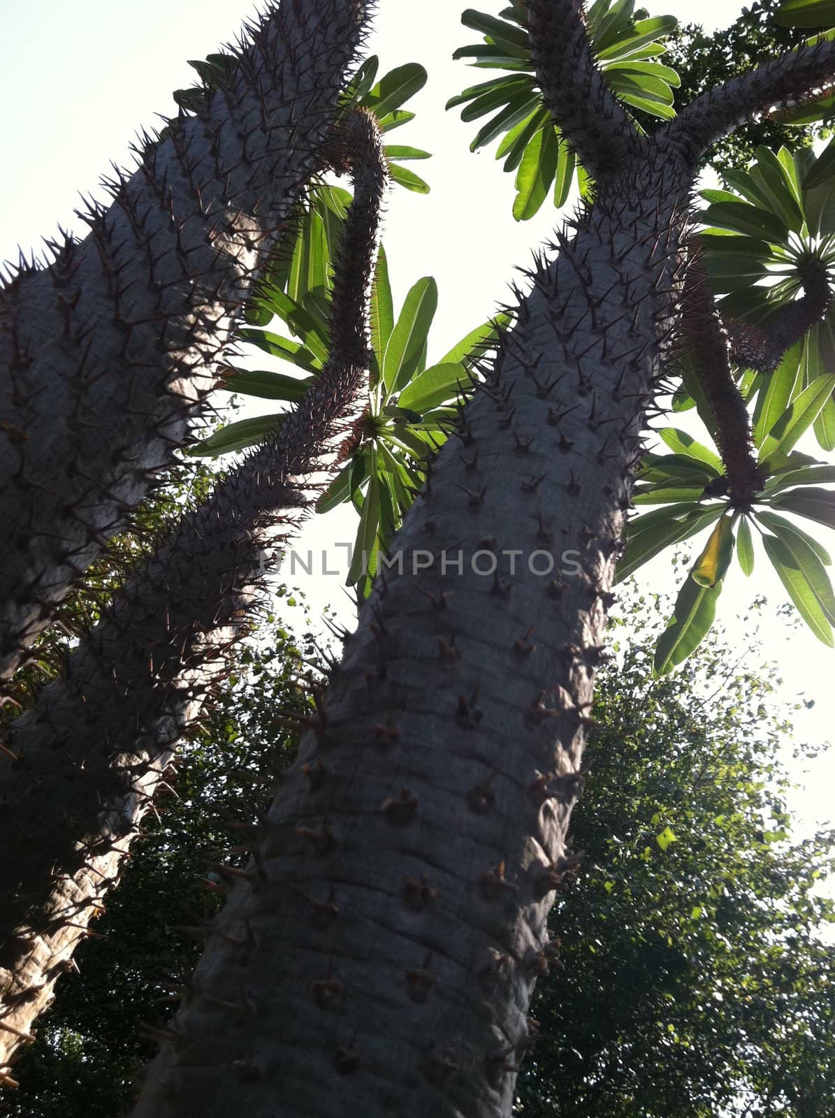 view of palm tree from ground