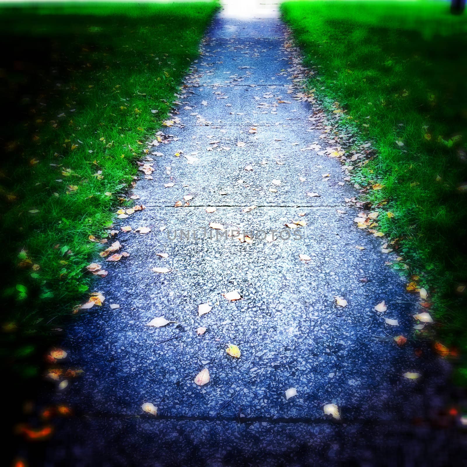 sidewalk with few leaves