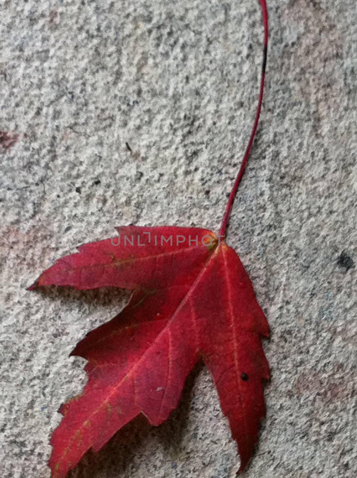 single red maple leaf