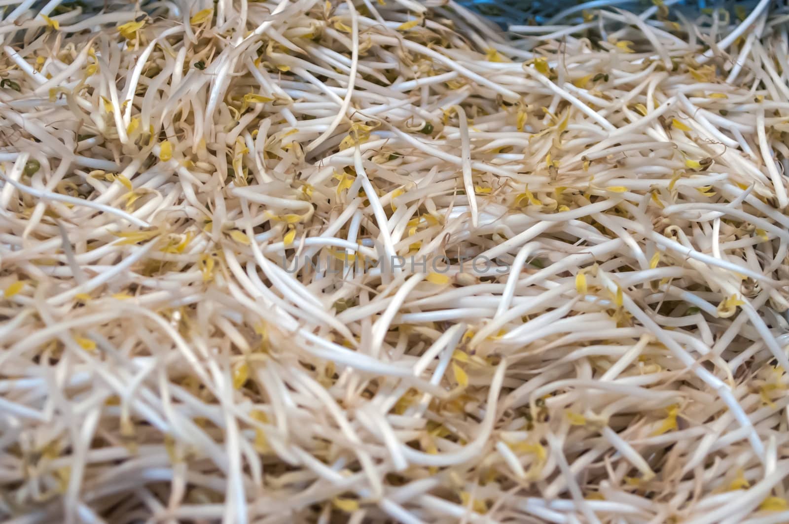 sprouts on display at farmers market