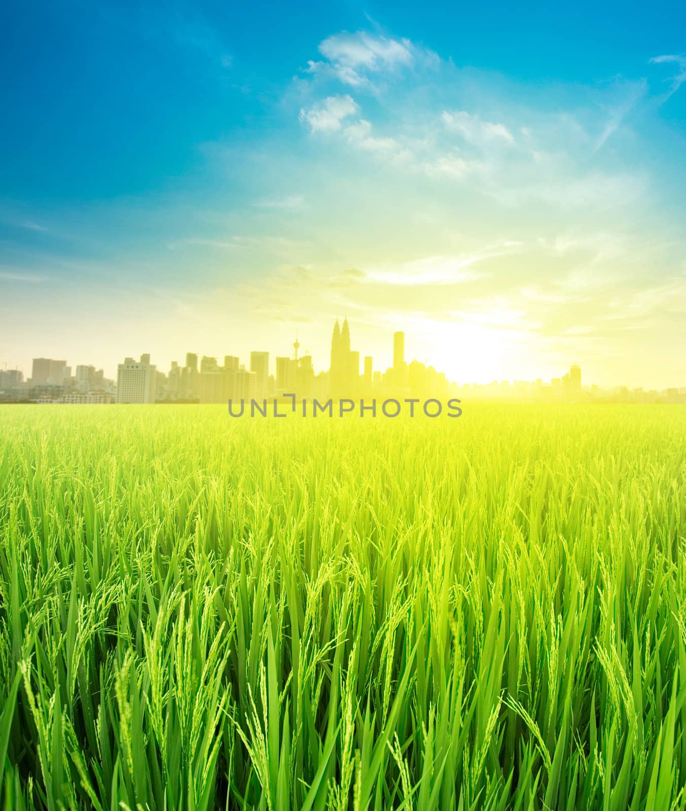 Kuala Lumpur is the capital city of Malaysia, landscape view over rice field plantation farming in morning sunrise