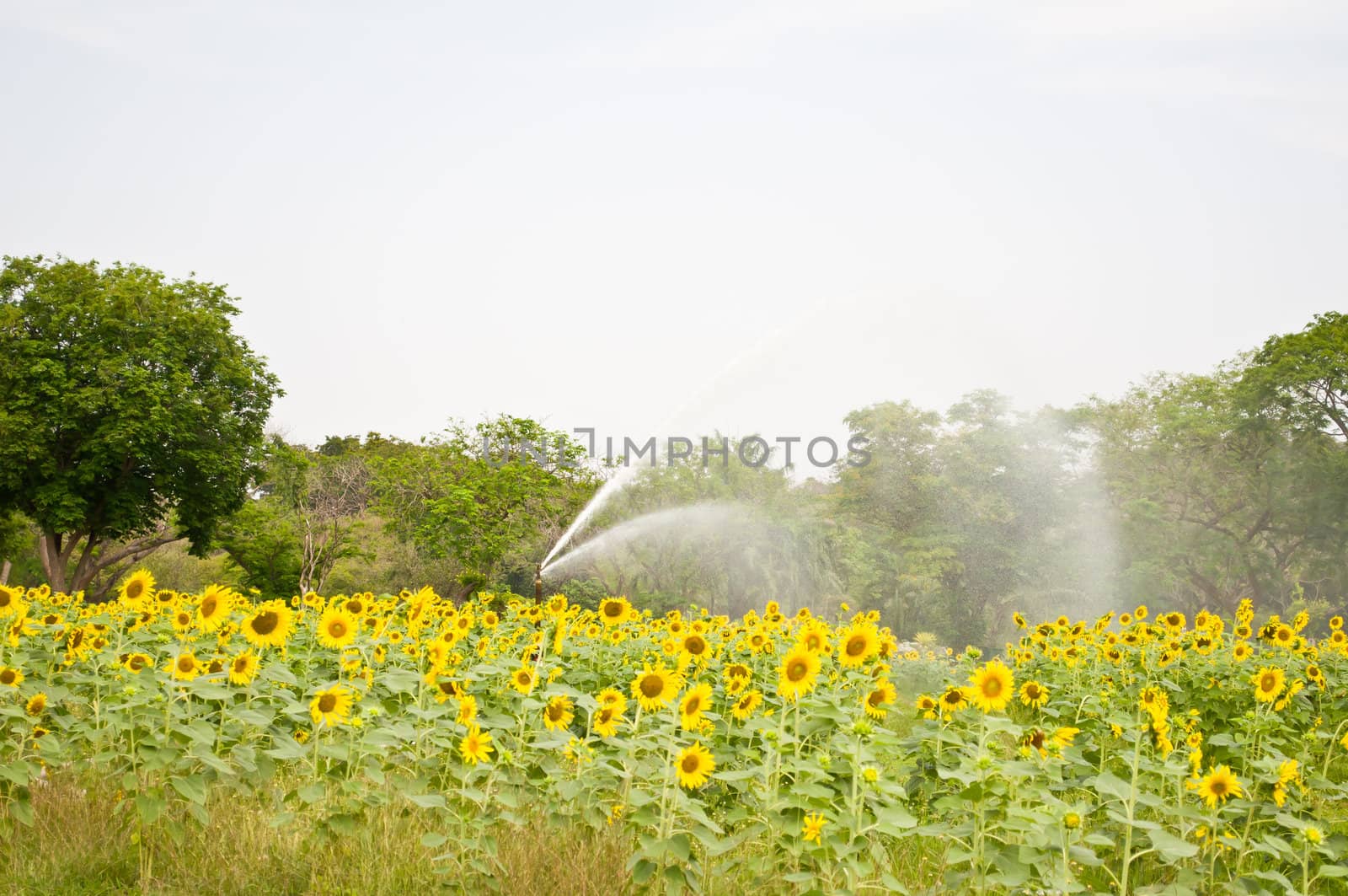 Water for sunflower field by buffaloboy