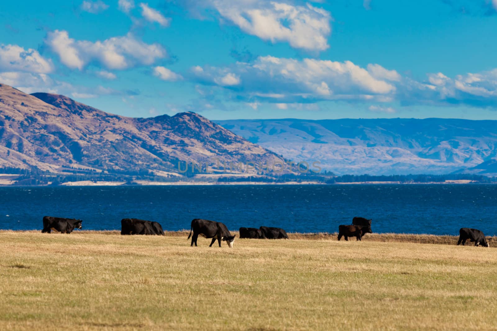 Happy cows grazing on green pasture at beautiful Hawea Lake in the Southern Alps of New Zealand