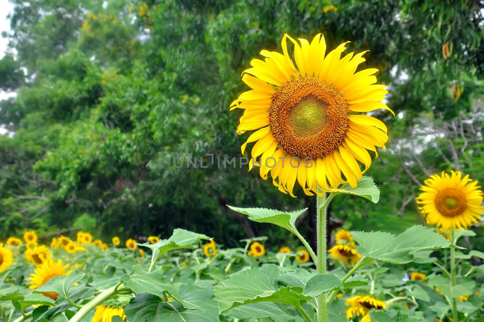 Beautiful sunflowers in the field