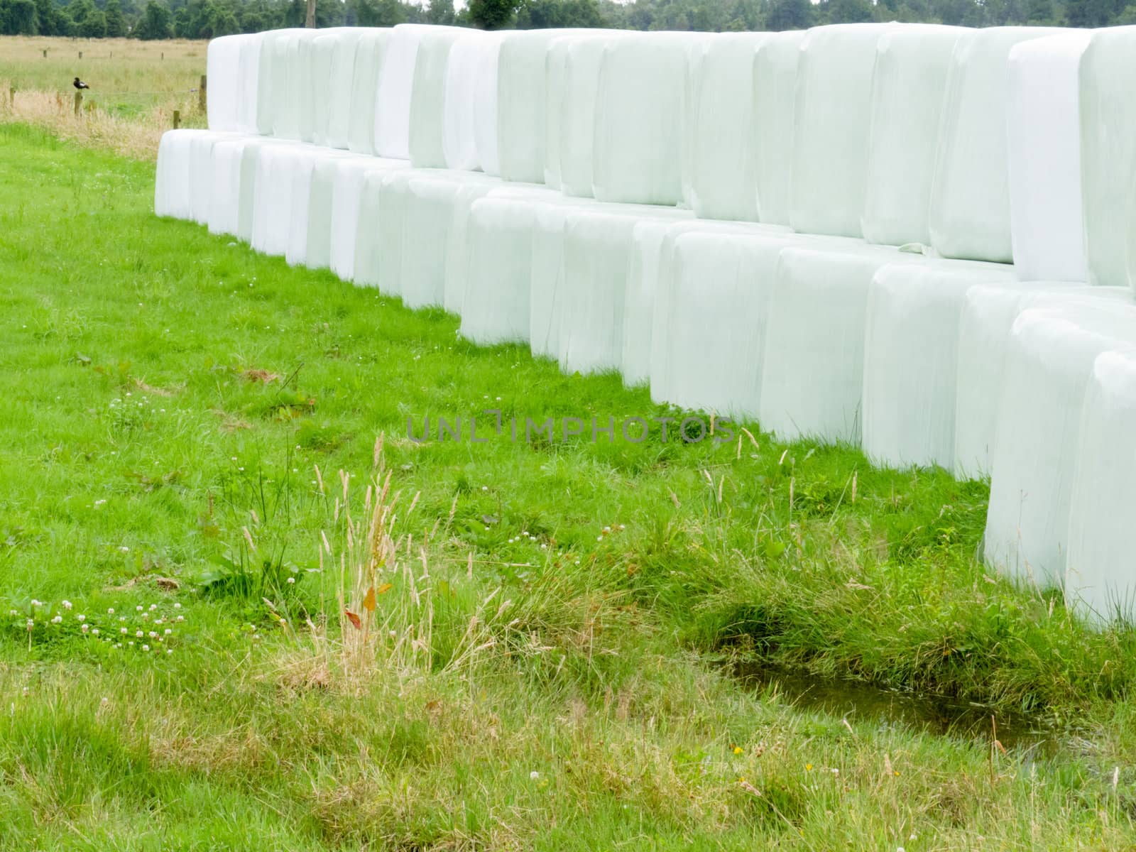 Rows of stacked silage or haylage bales, hay sealed in plastic wrapper left outdoors for fermentation to feed livestock