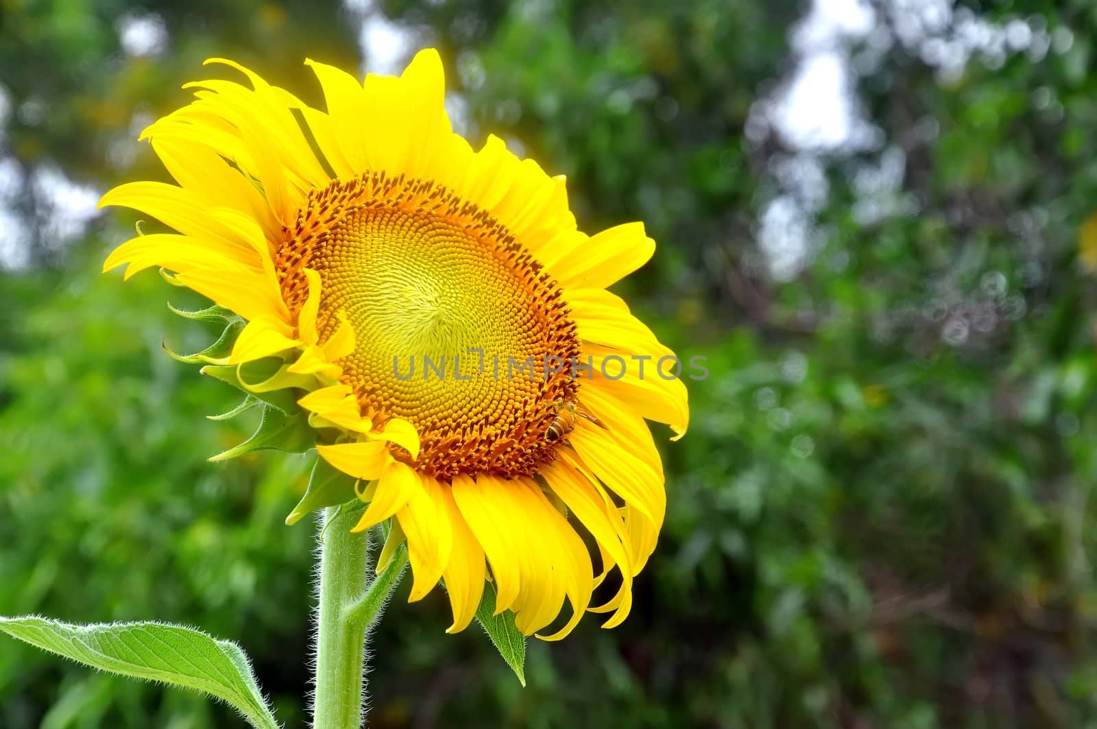 Beautiful sunflowers in the field