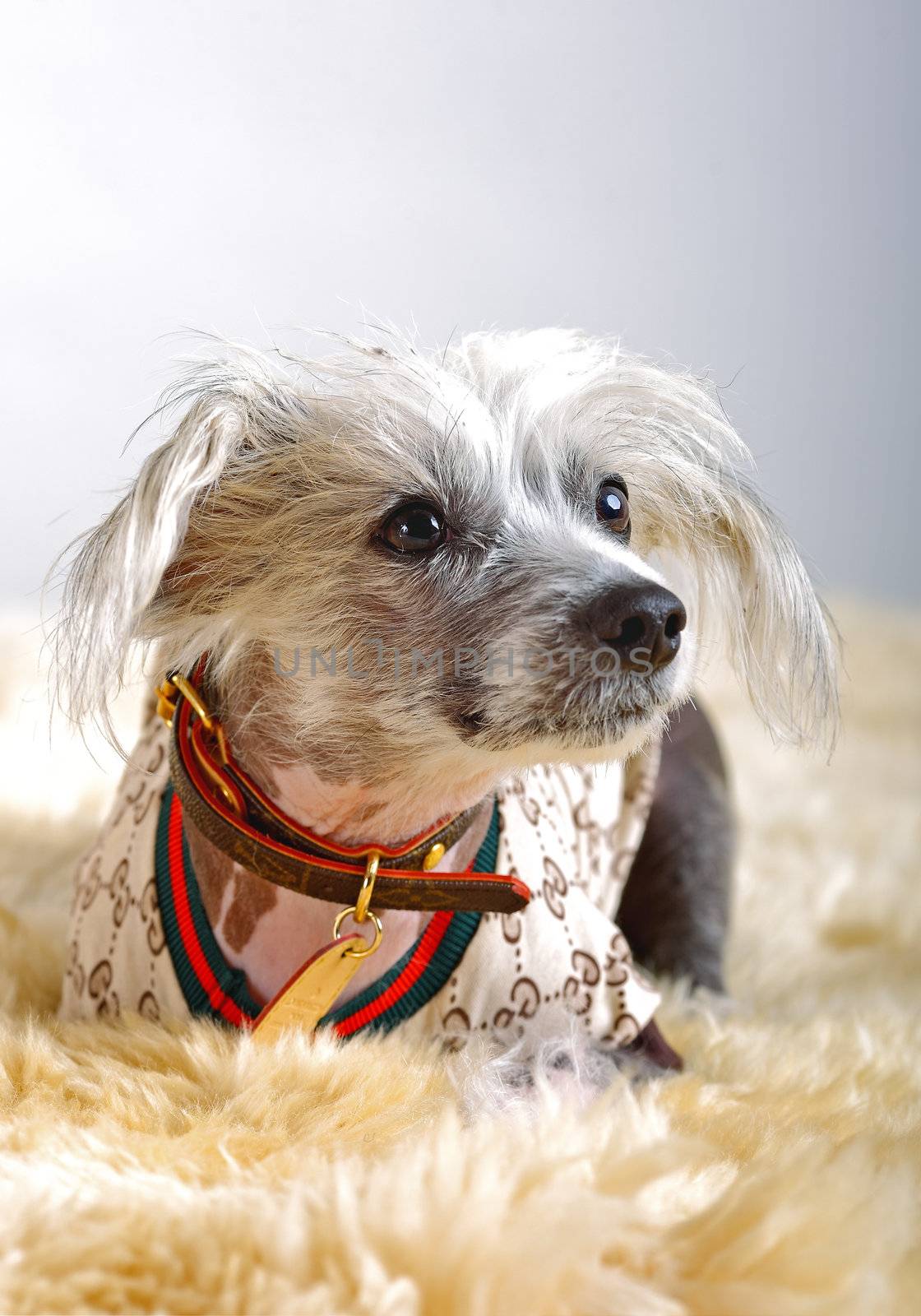 Chinese Crested Dog