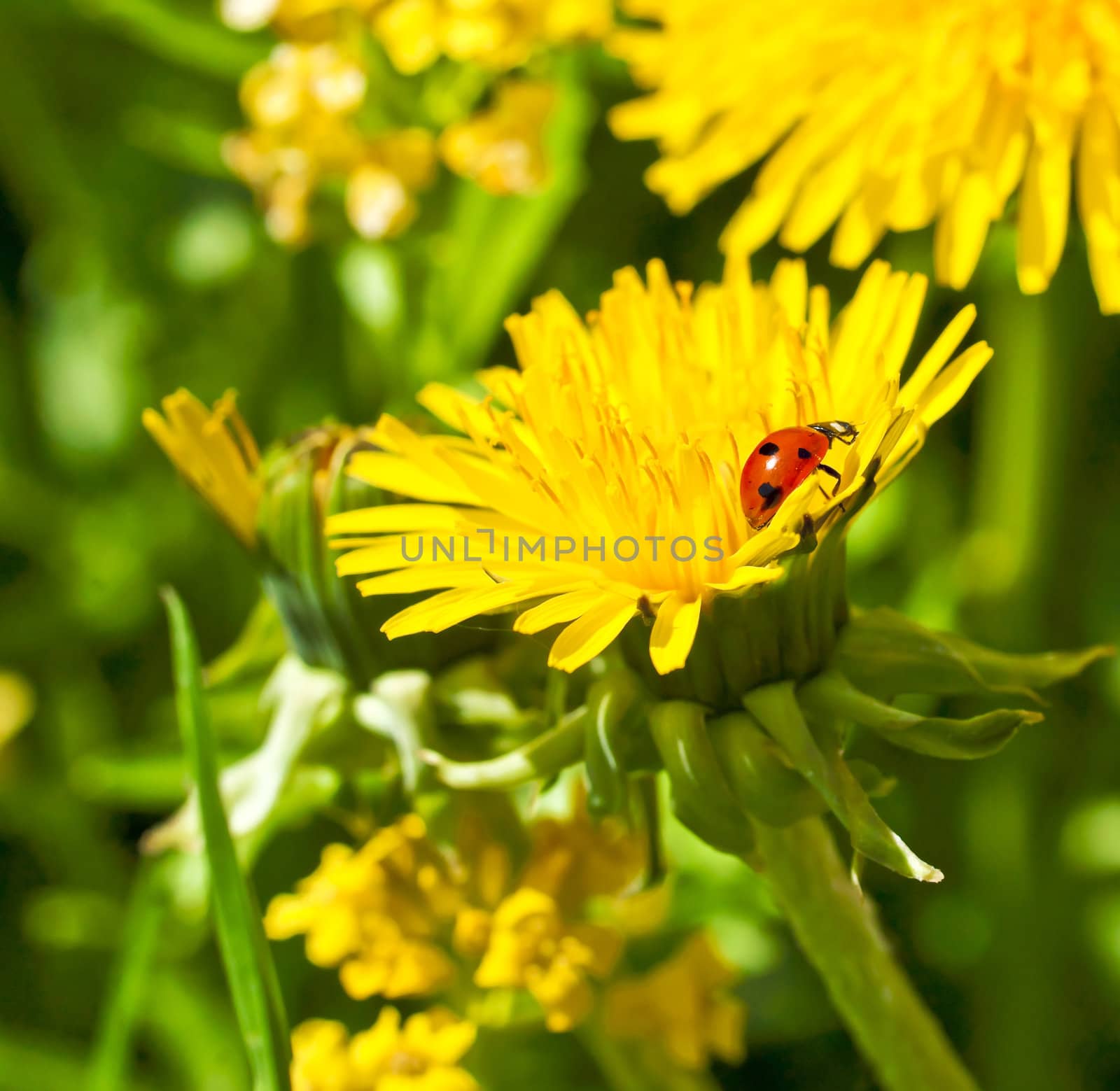 Ladybird by mulden