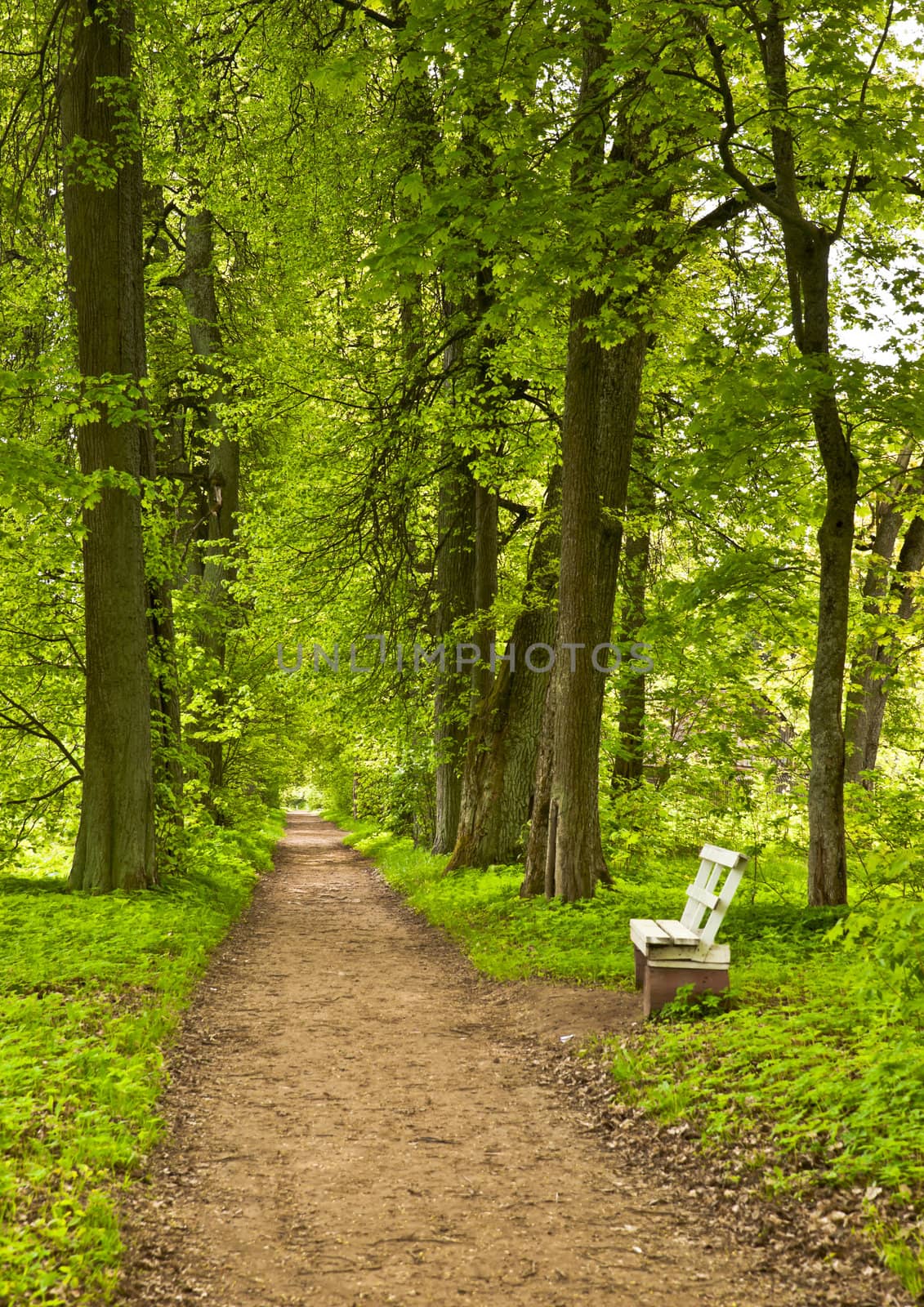 Spring alley in the park