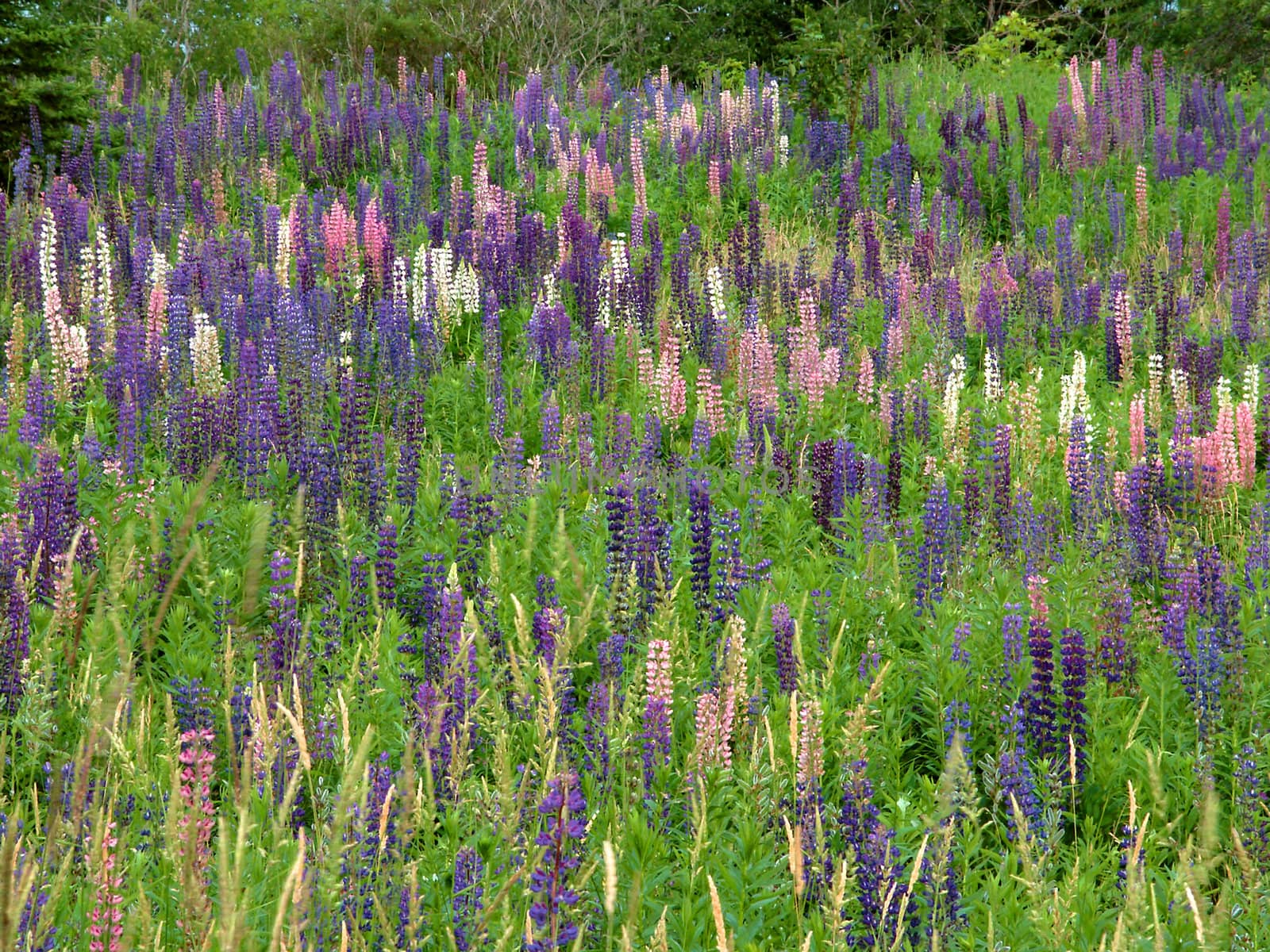 Beautiful blooms of wild Lupine in a prairie of northern Michigan.