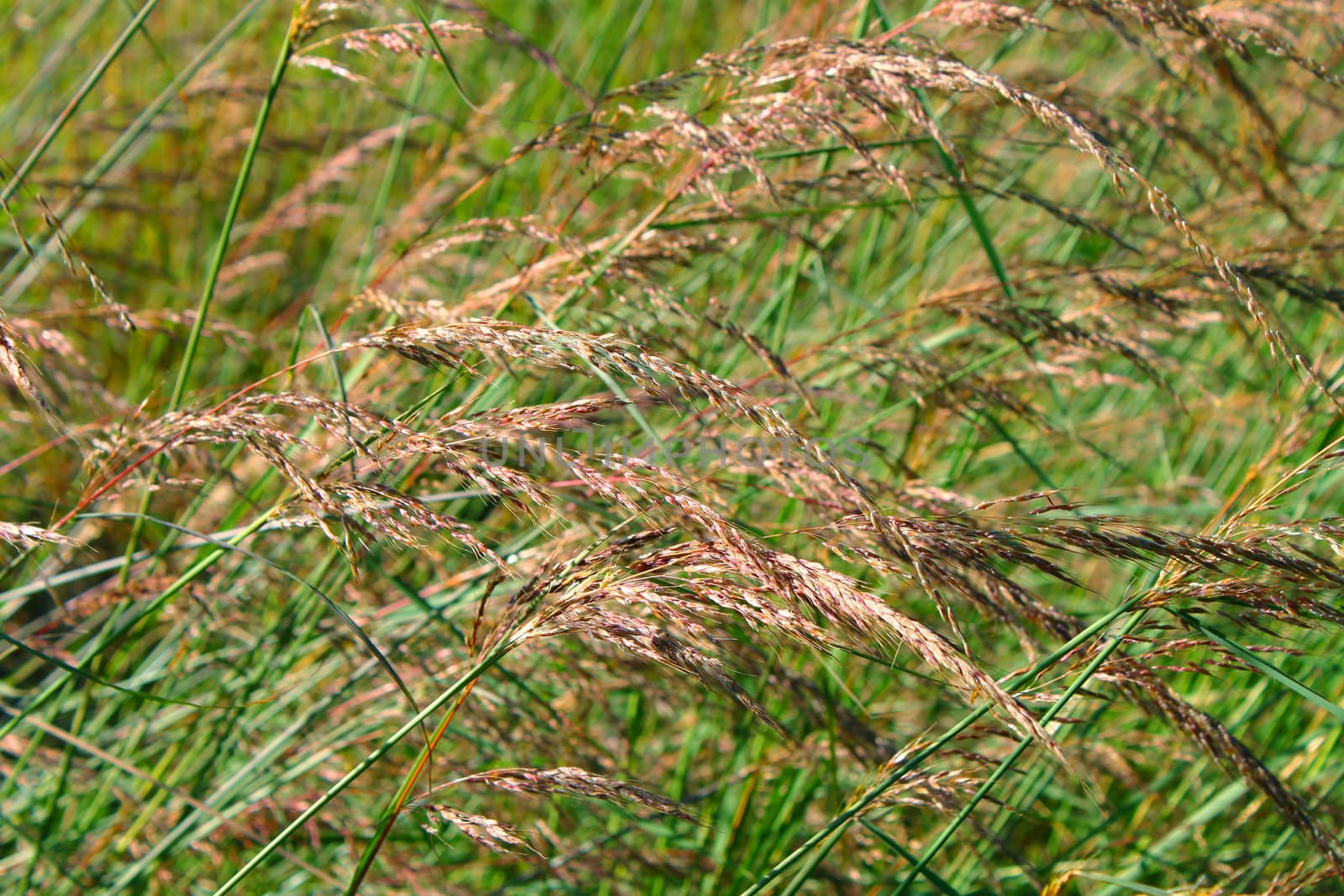 Background of prairie grasses in Castle Rock State Park of Illinois.