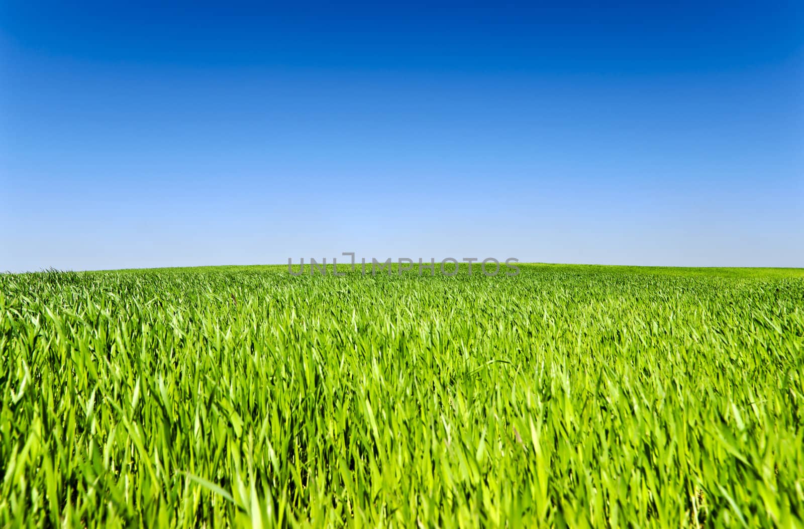Blue sky and green grass field, focus on horizon
