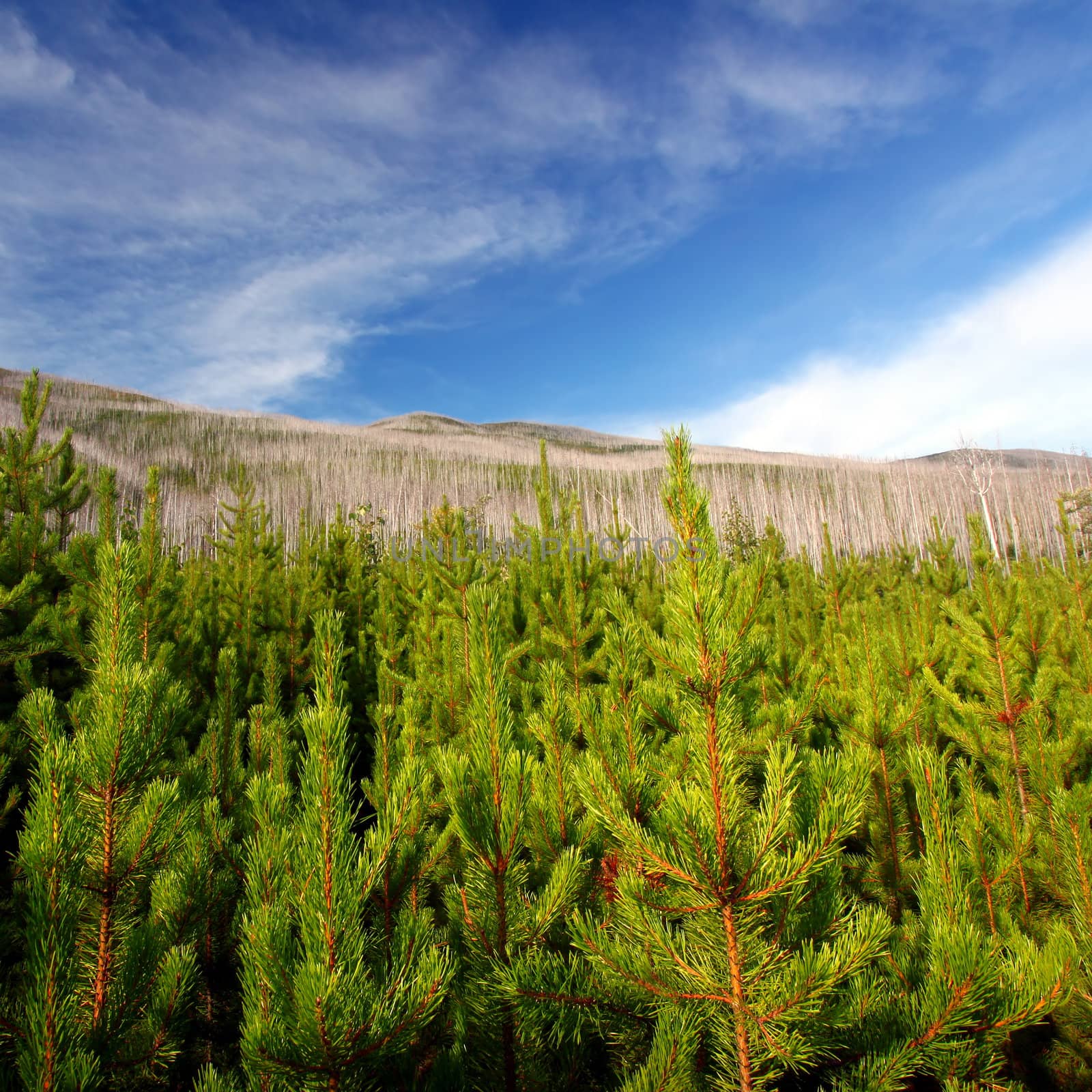 Small pines emerge in the wake of a forest fire in the Flathead National Forest of Montana.