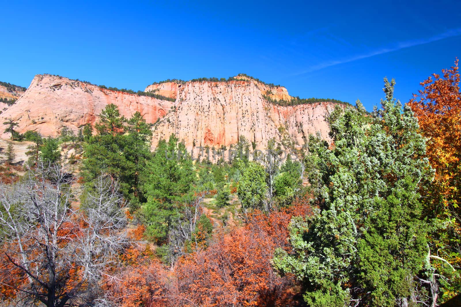 Vegetation amongst the beautiful geologic features of Zion National Park in Utah.