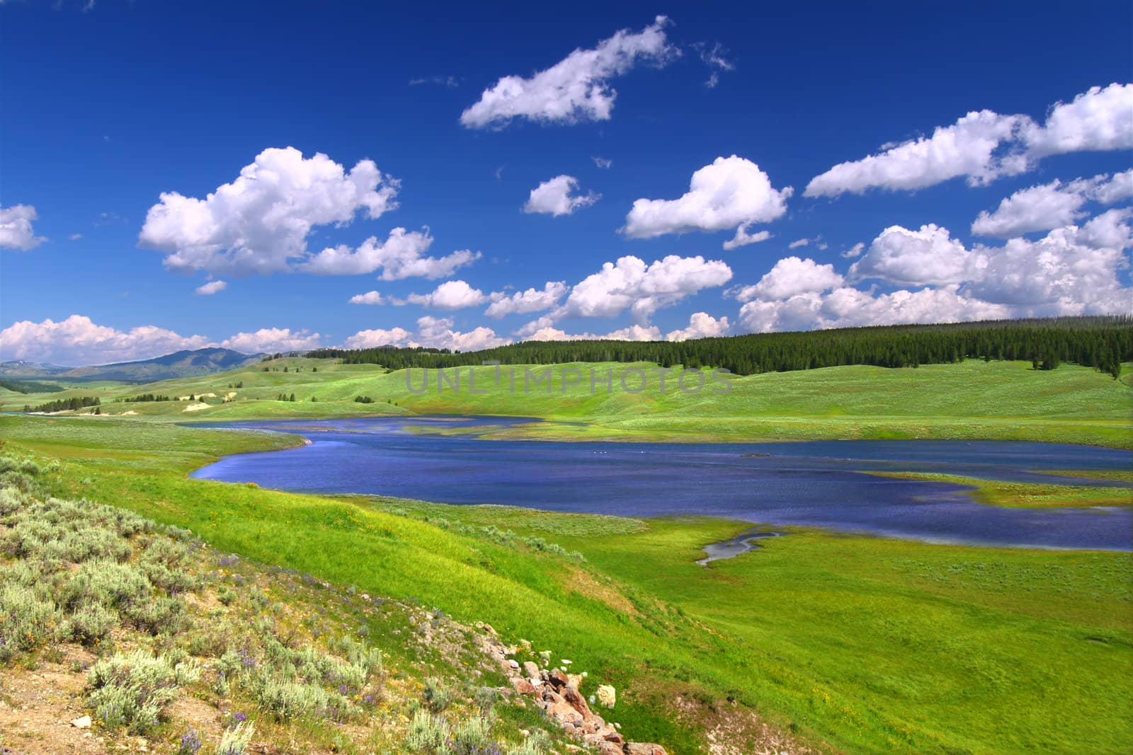 The Yellowstone River flows through Hayden Valley on a gorgeous summer day.