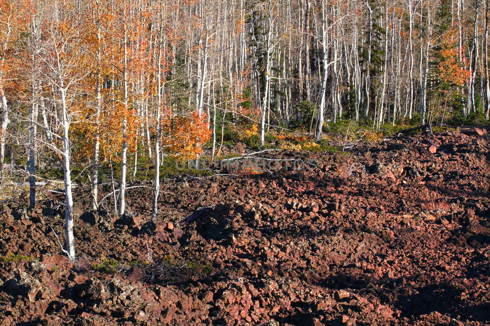 Aspen trees grow through a lava field in the Dixie National Forest of Utah.