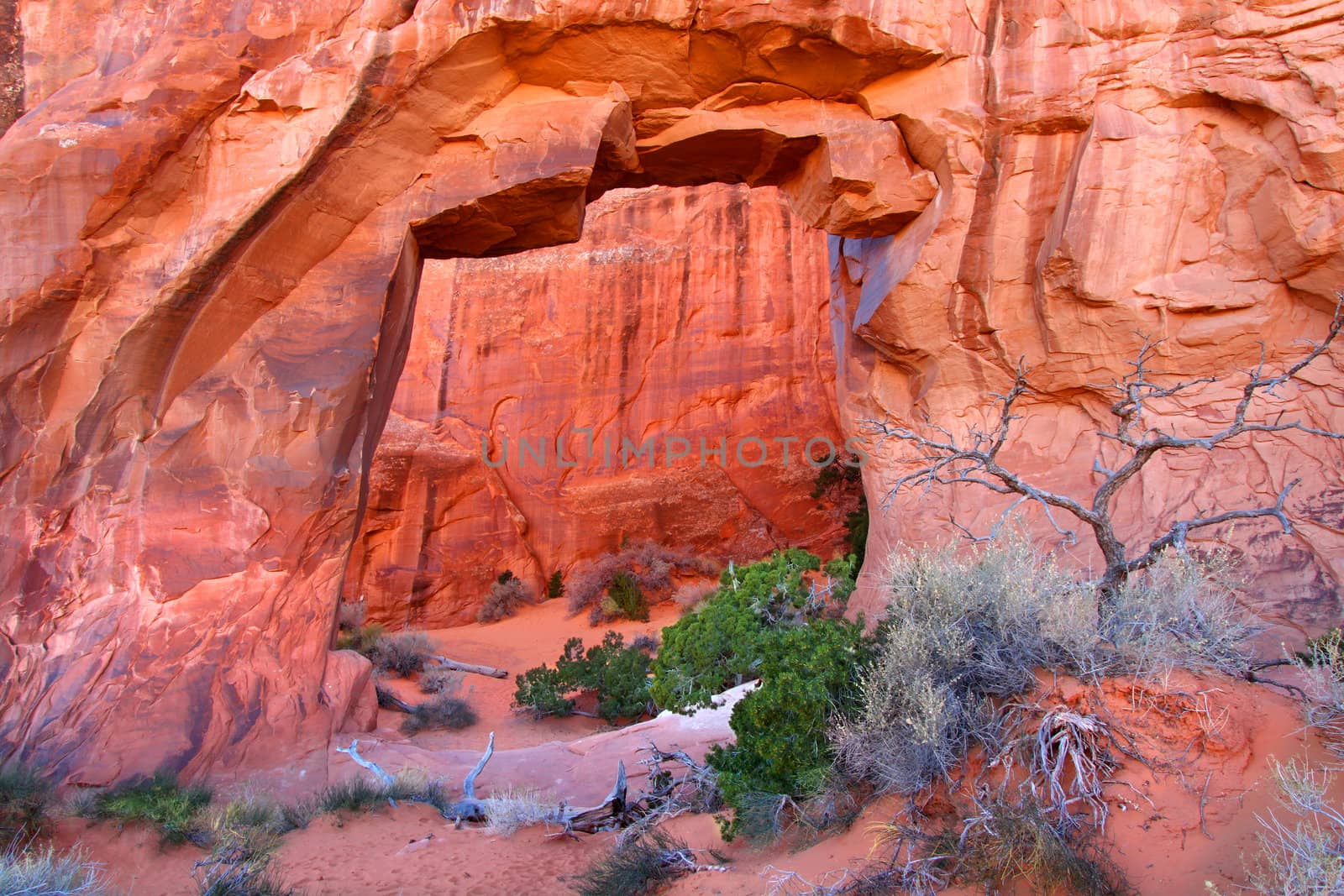 View of Pine Tree Arch in Arches National Park of Utah.