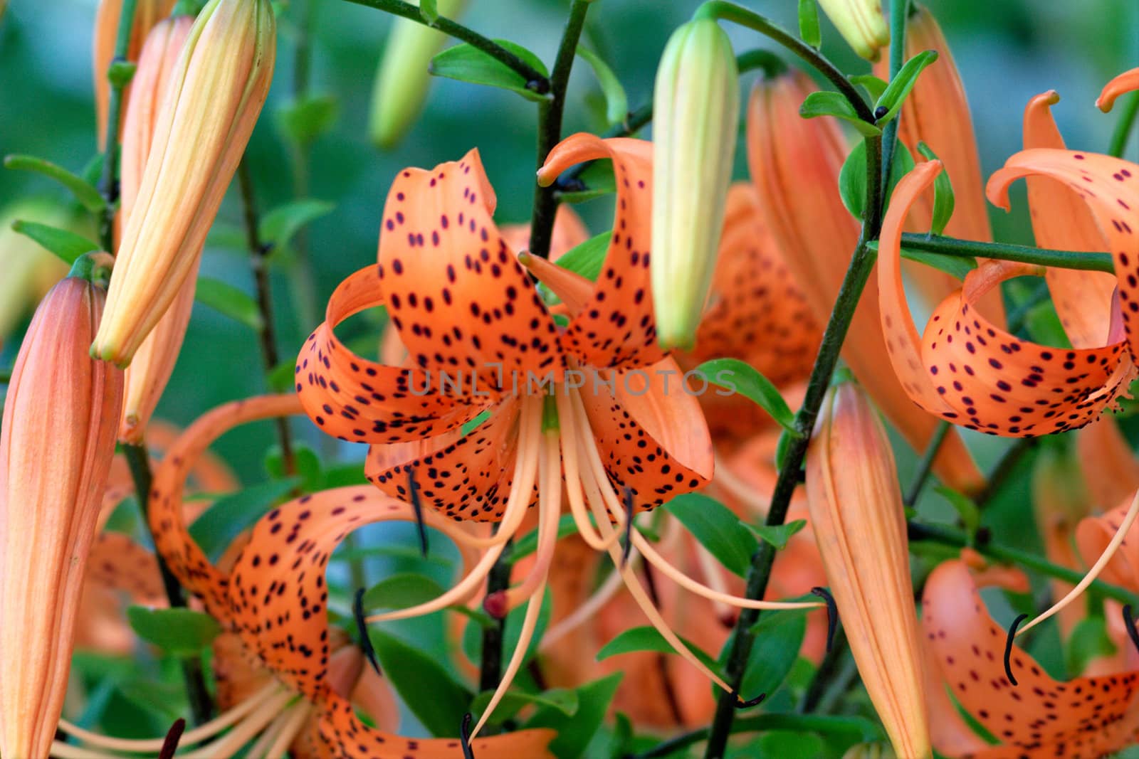 Tiger Lily, Lat. Lilium lancifoliu