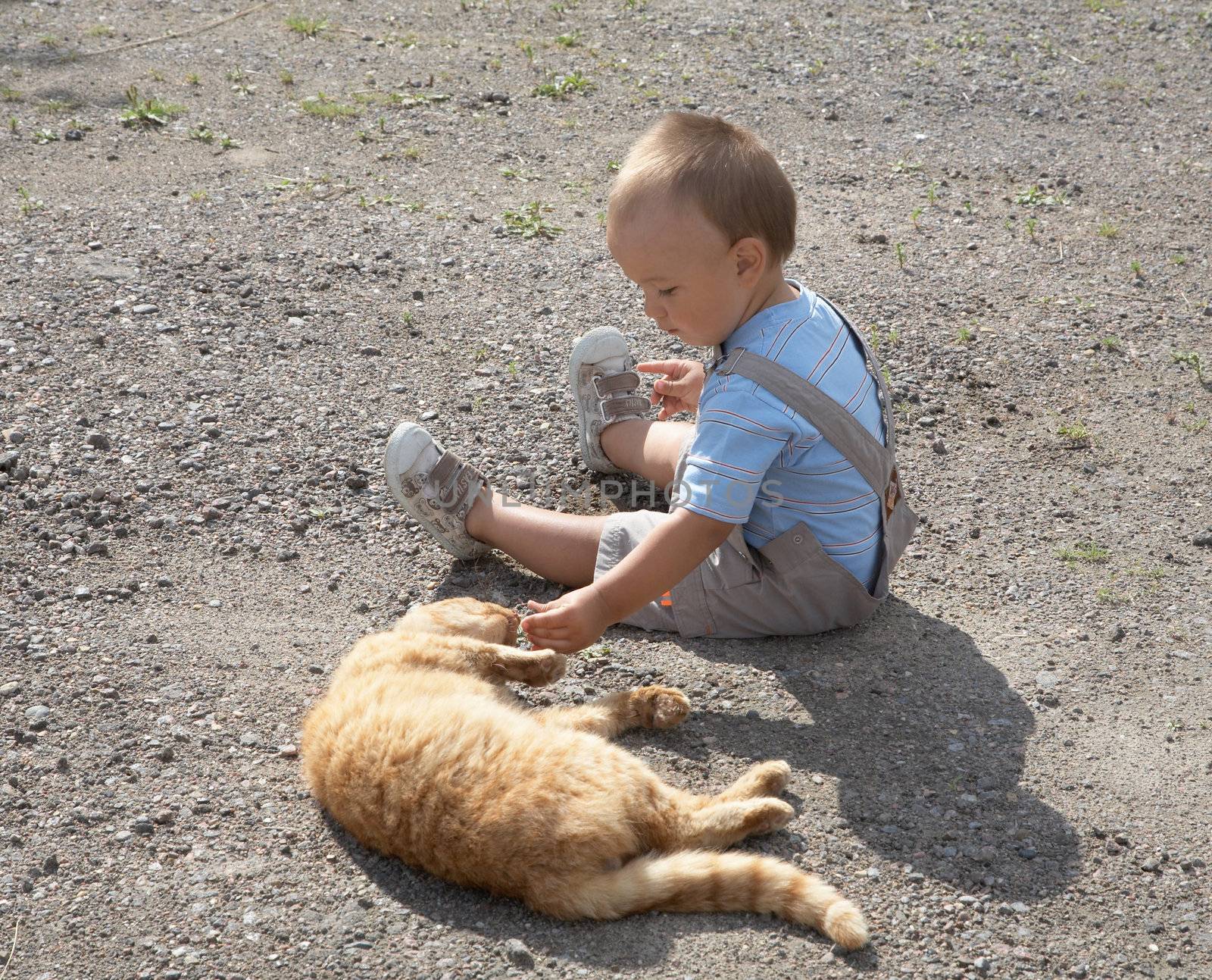 little boy plays with a cat in the afternoon