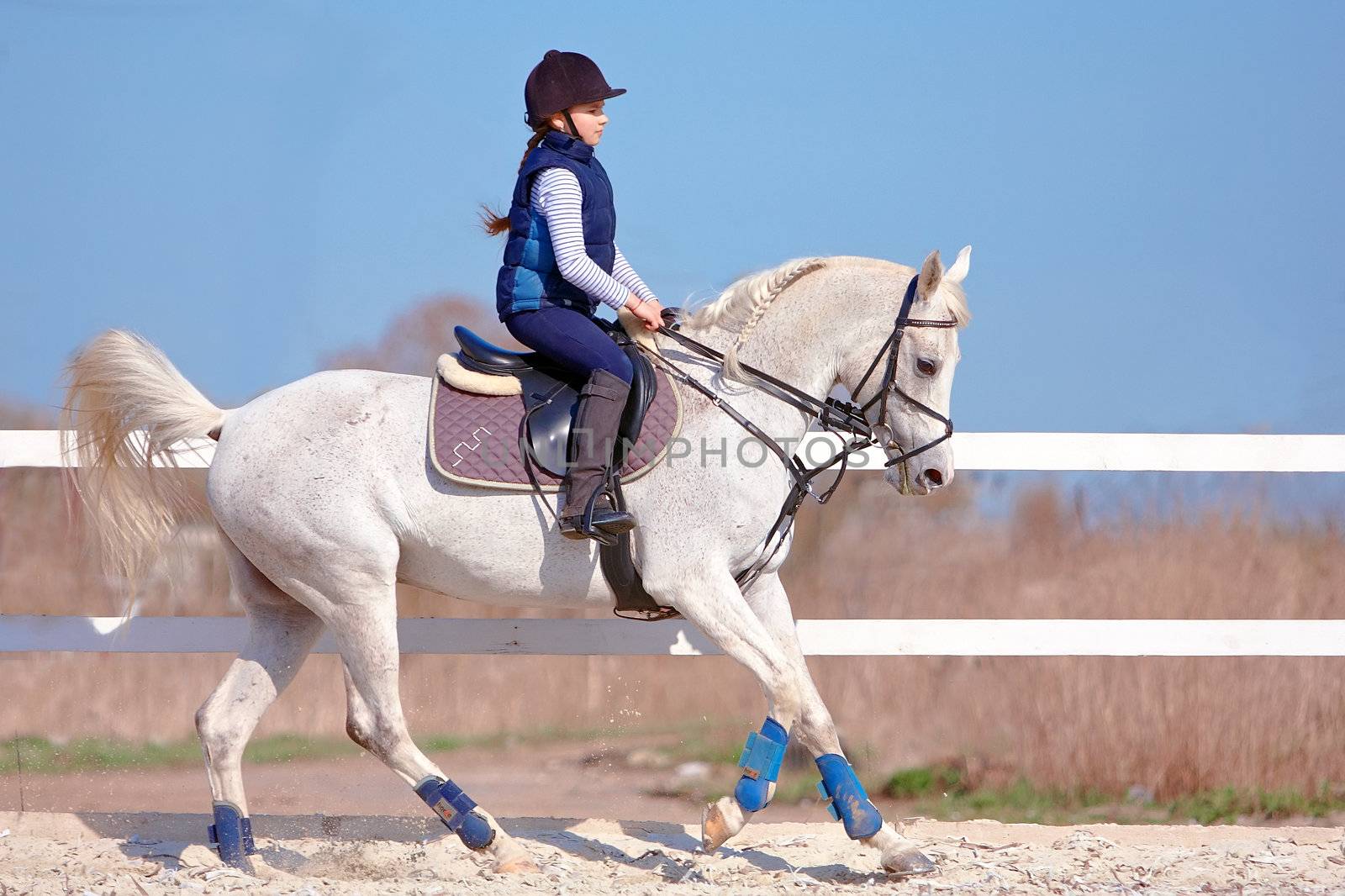 The horsewoman on a white Arab horse