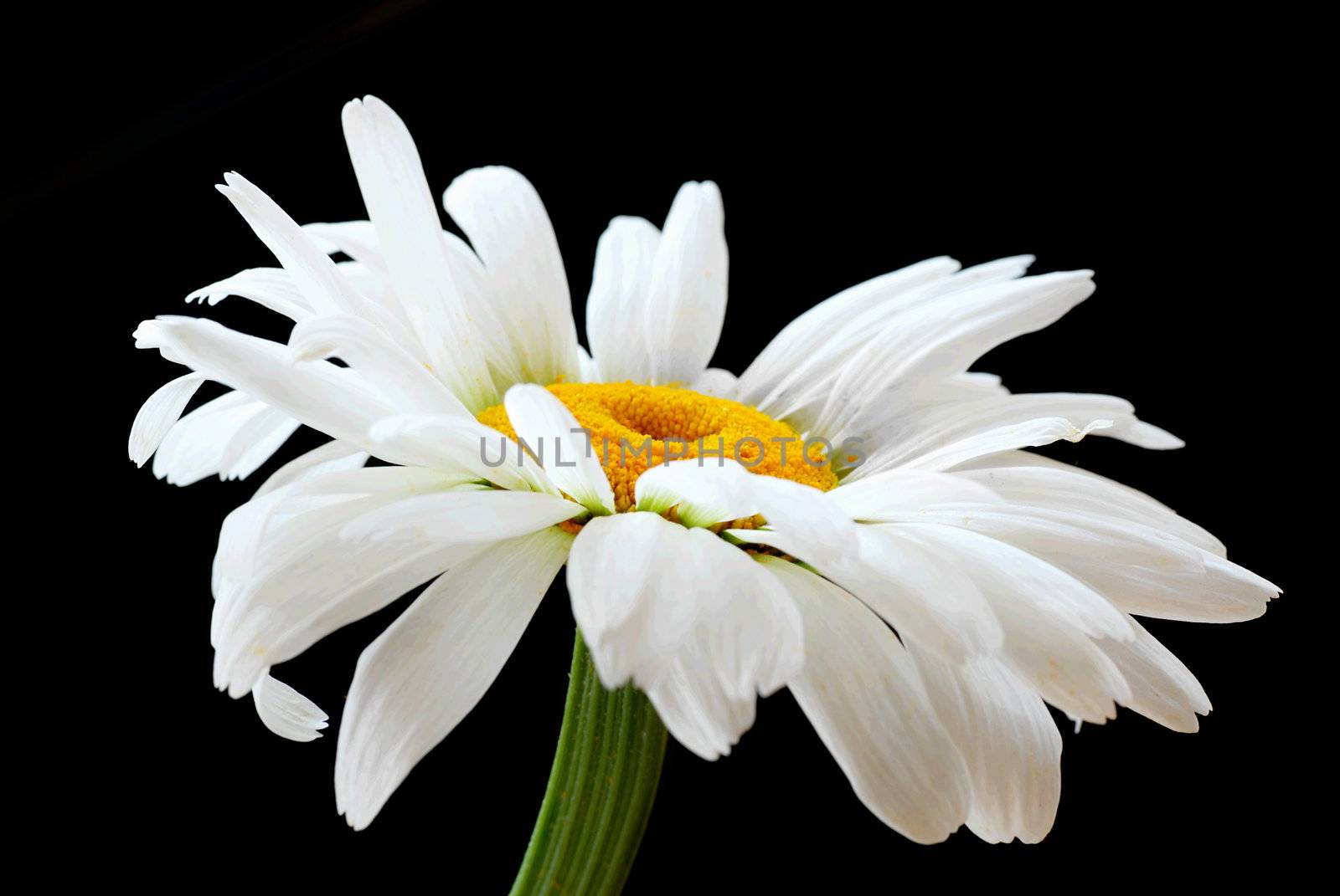 Beautiful daisy flower by simply