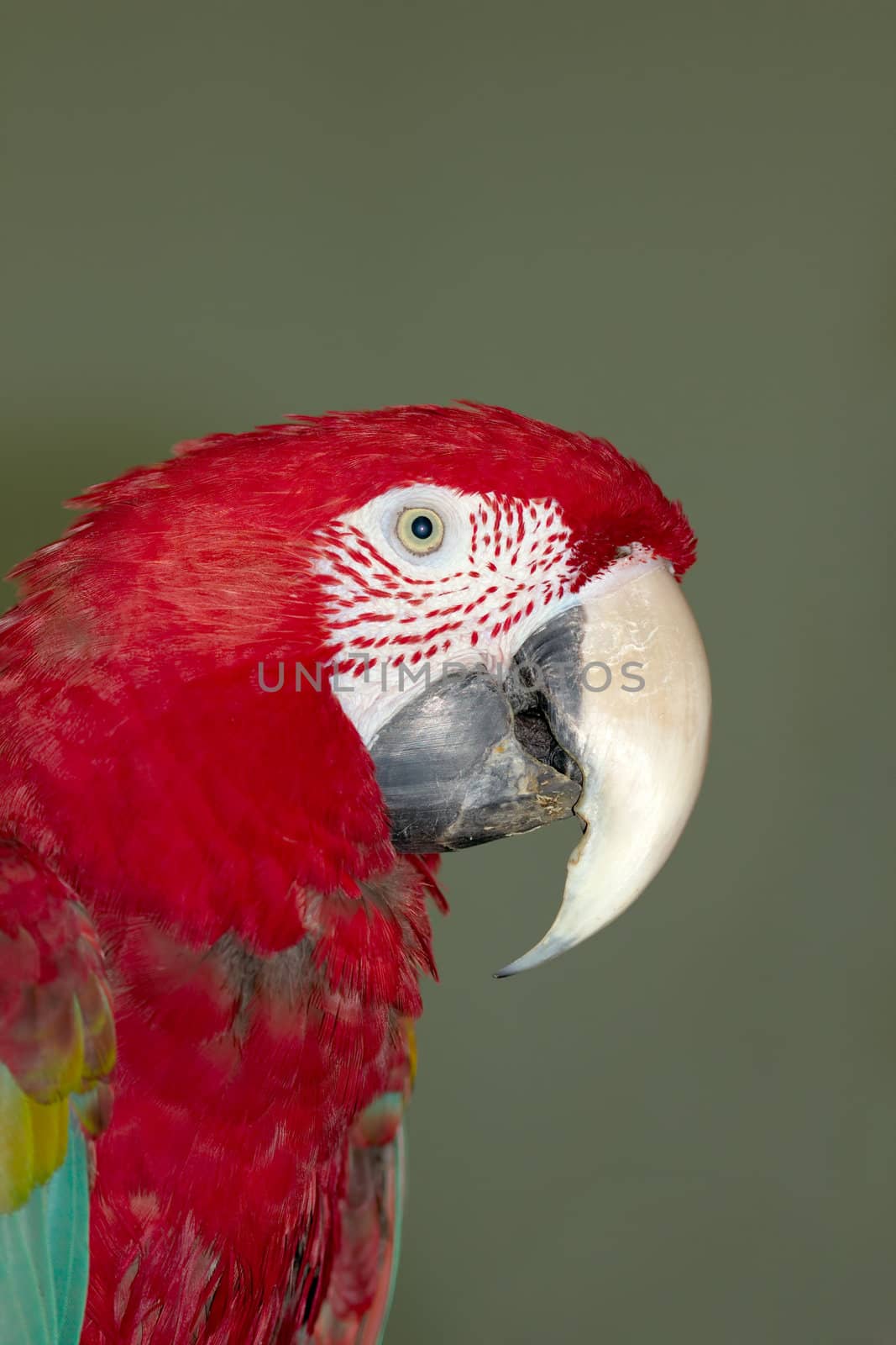 Parrot, Lat. Ara chloroptera