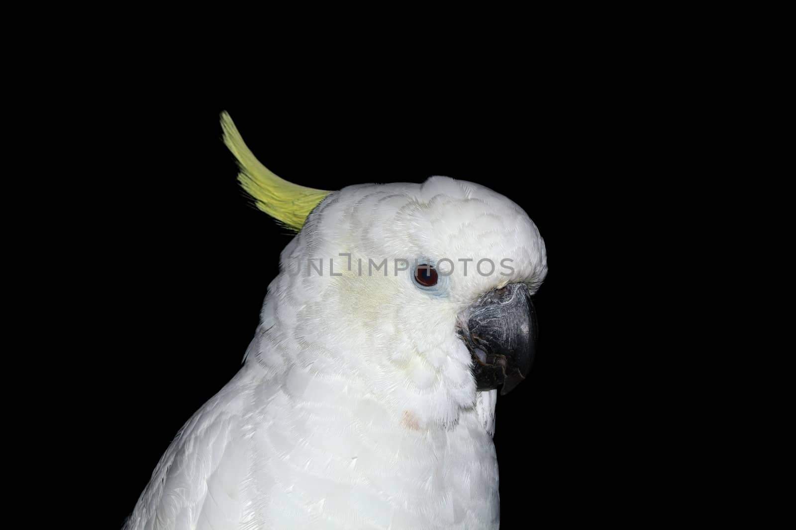 Parrot, Lat. Cacatua galerita triton, isolated on a black background