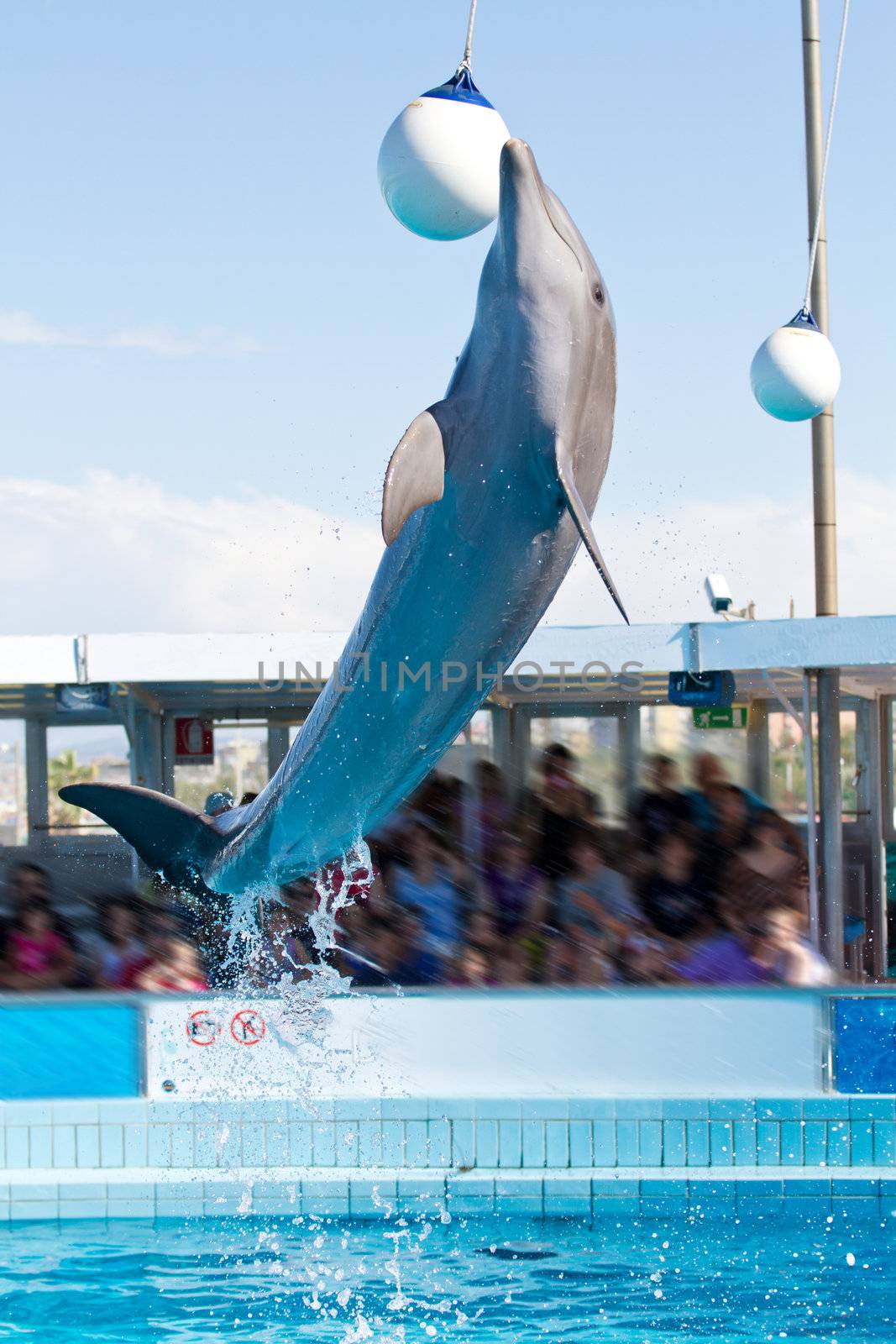 dolphin jumping   by lsantilli