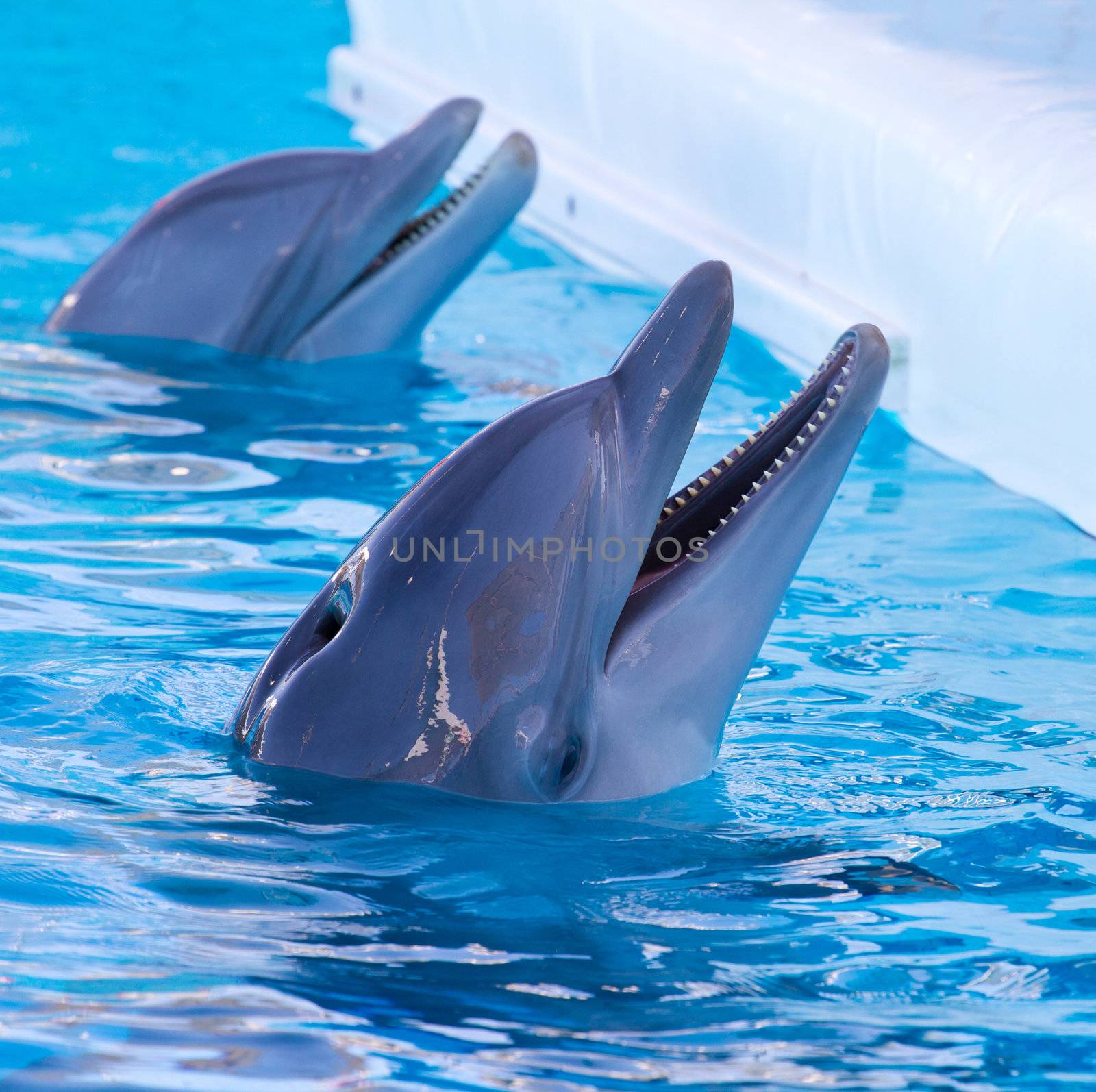 dolphin swimming in the pool 