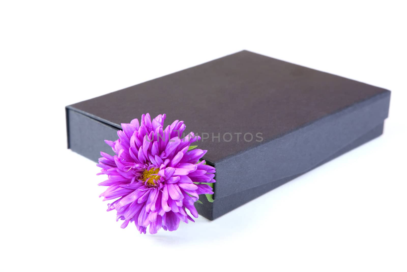 gift box with  flower isolated  by alarich