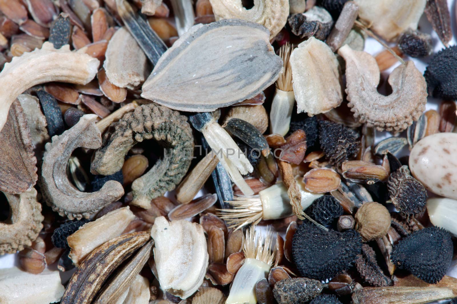 Flower seeds