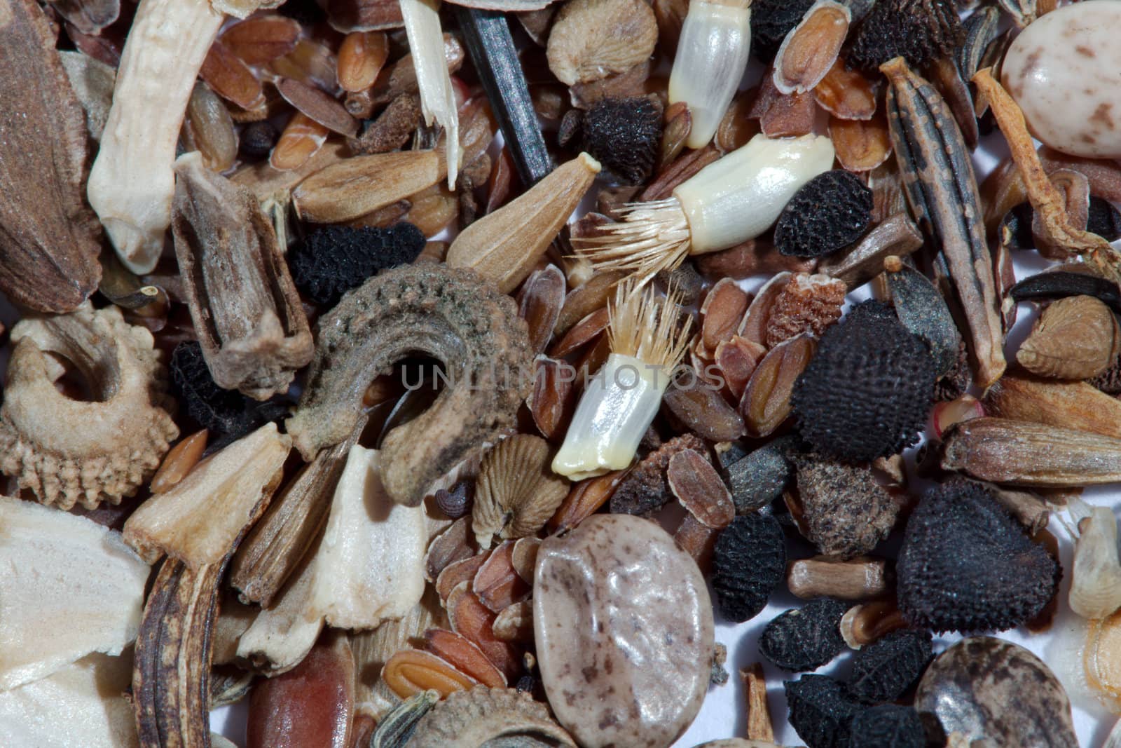 Flower seeds