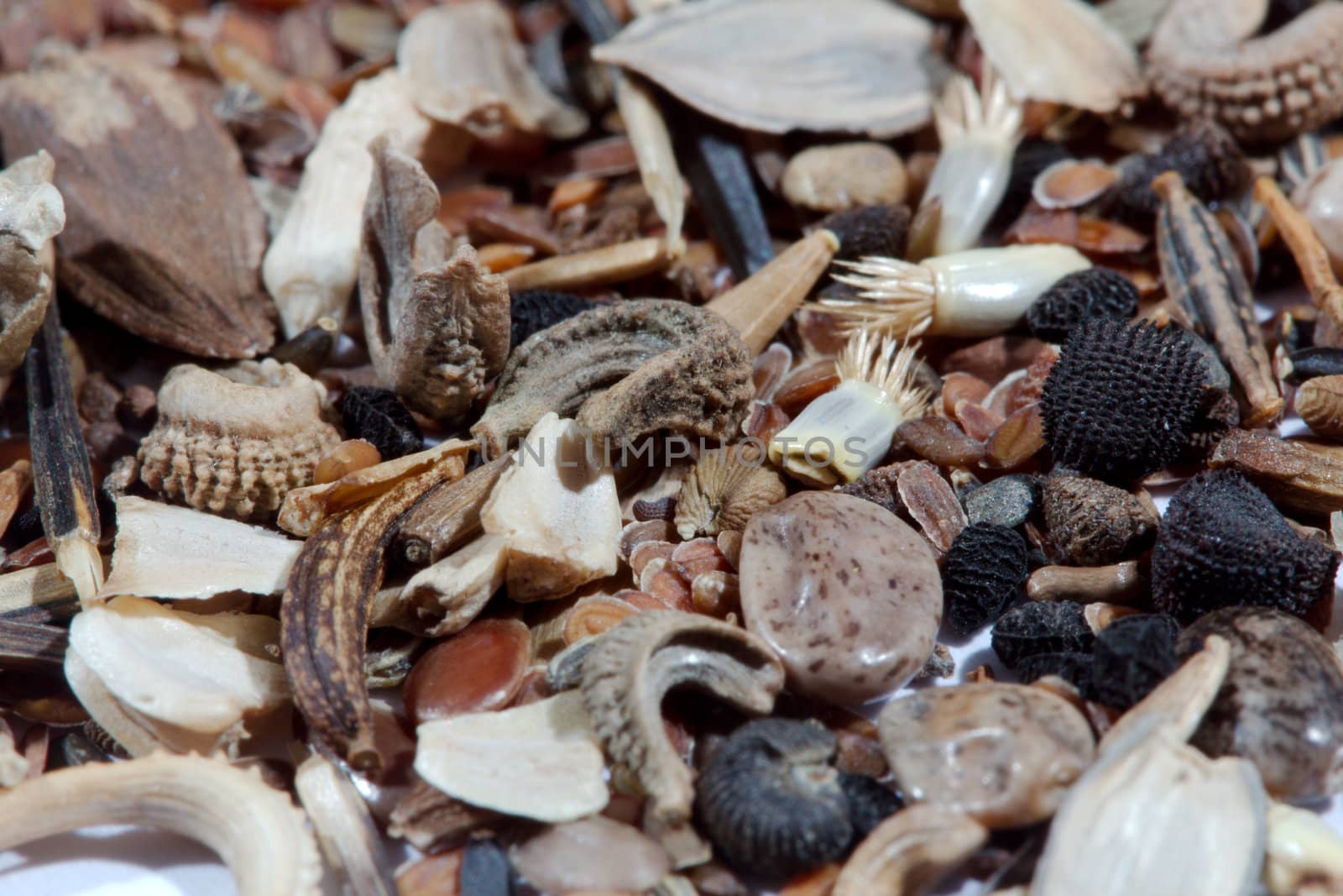Flower seeds