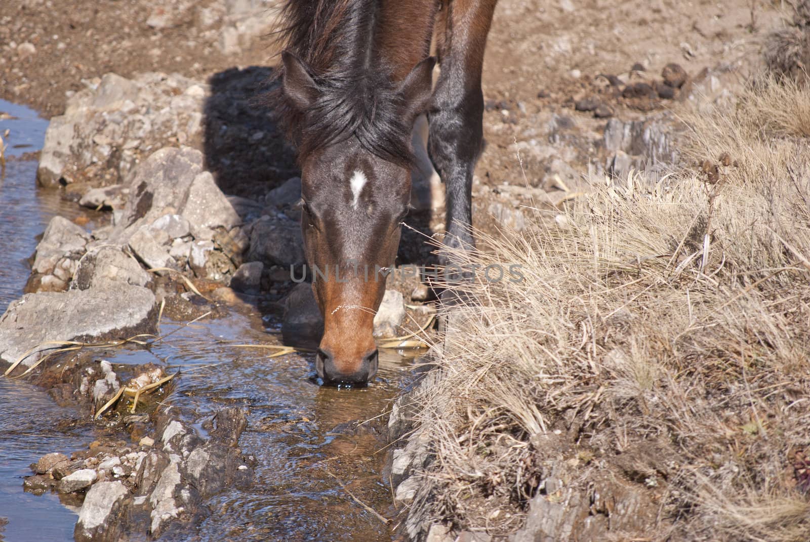 Horse drinking water by lauria