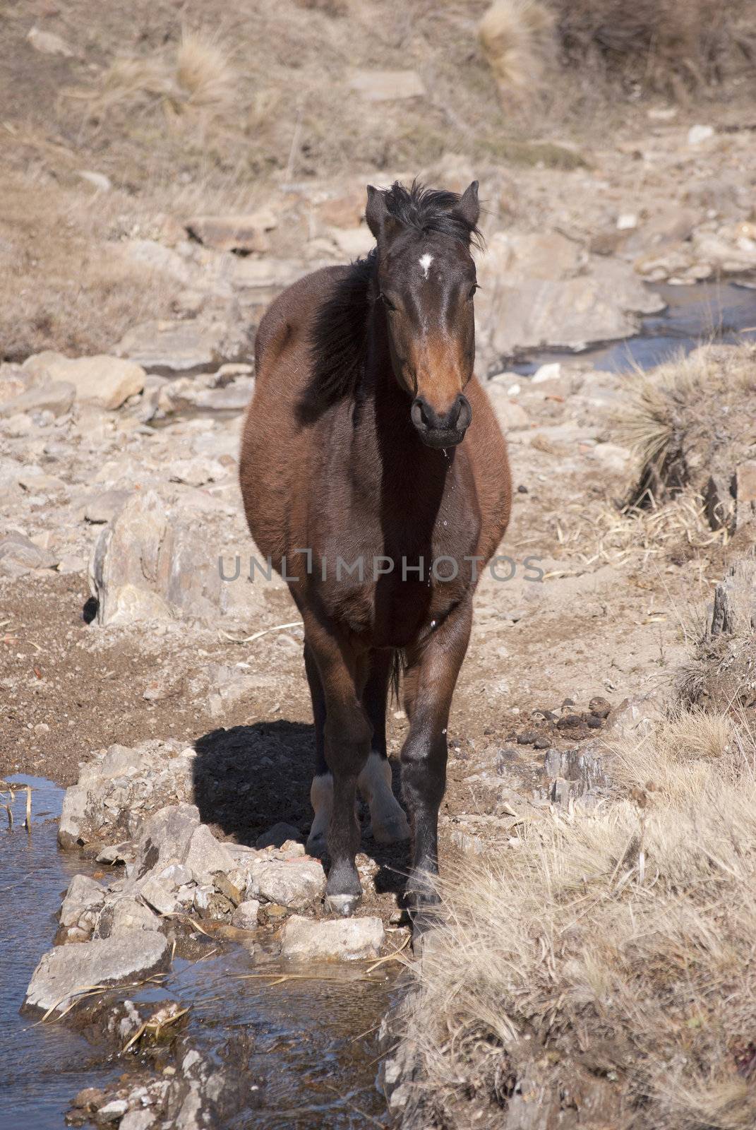 brown horse by lauria