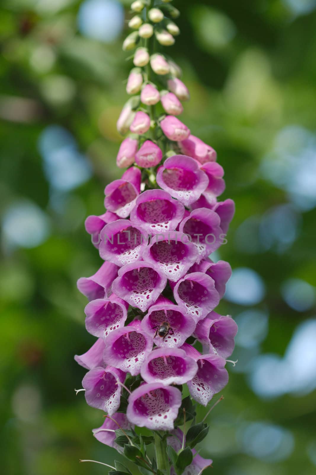 Flower foxglove, lat. Digitalis purpurea